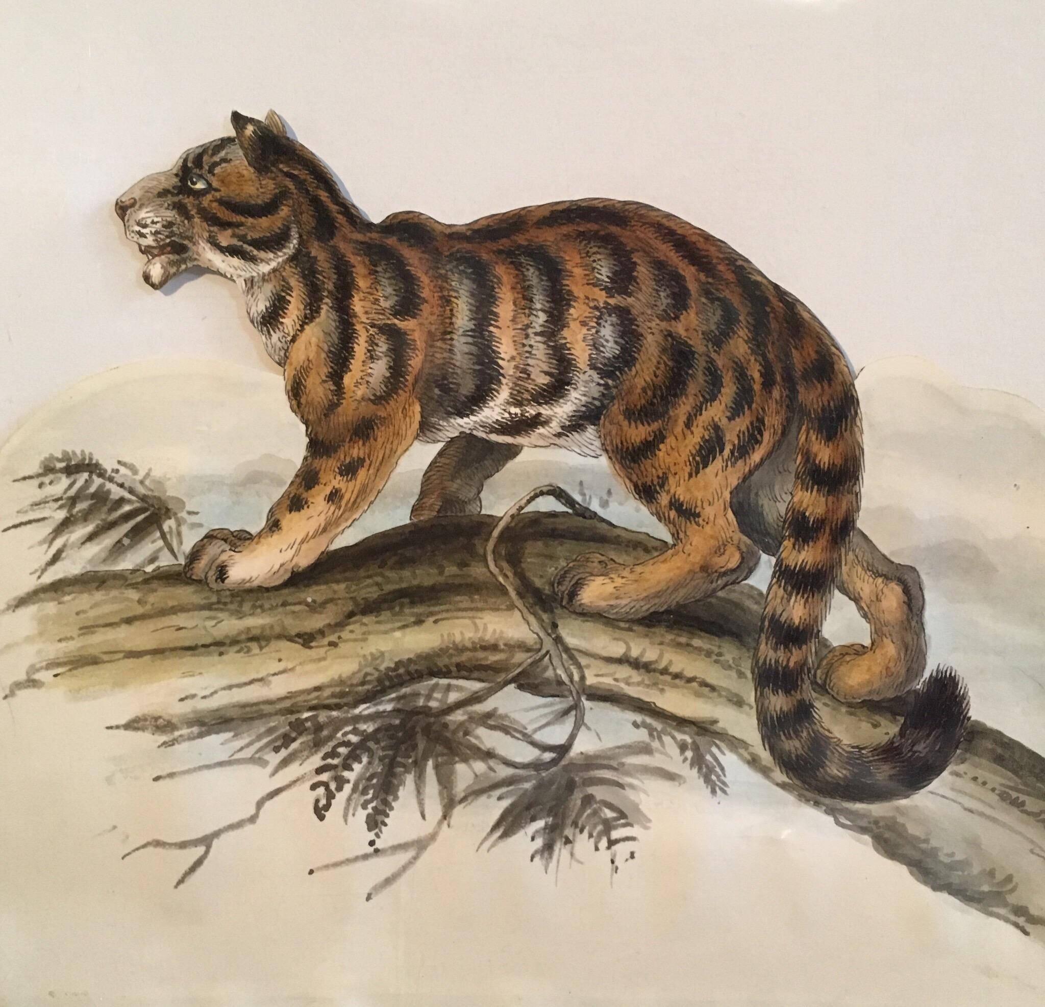 Unknown Portrait Painting - Tiger Antique Watercolour, British Artist, Original Painting
