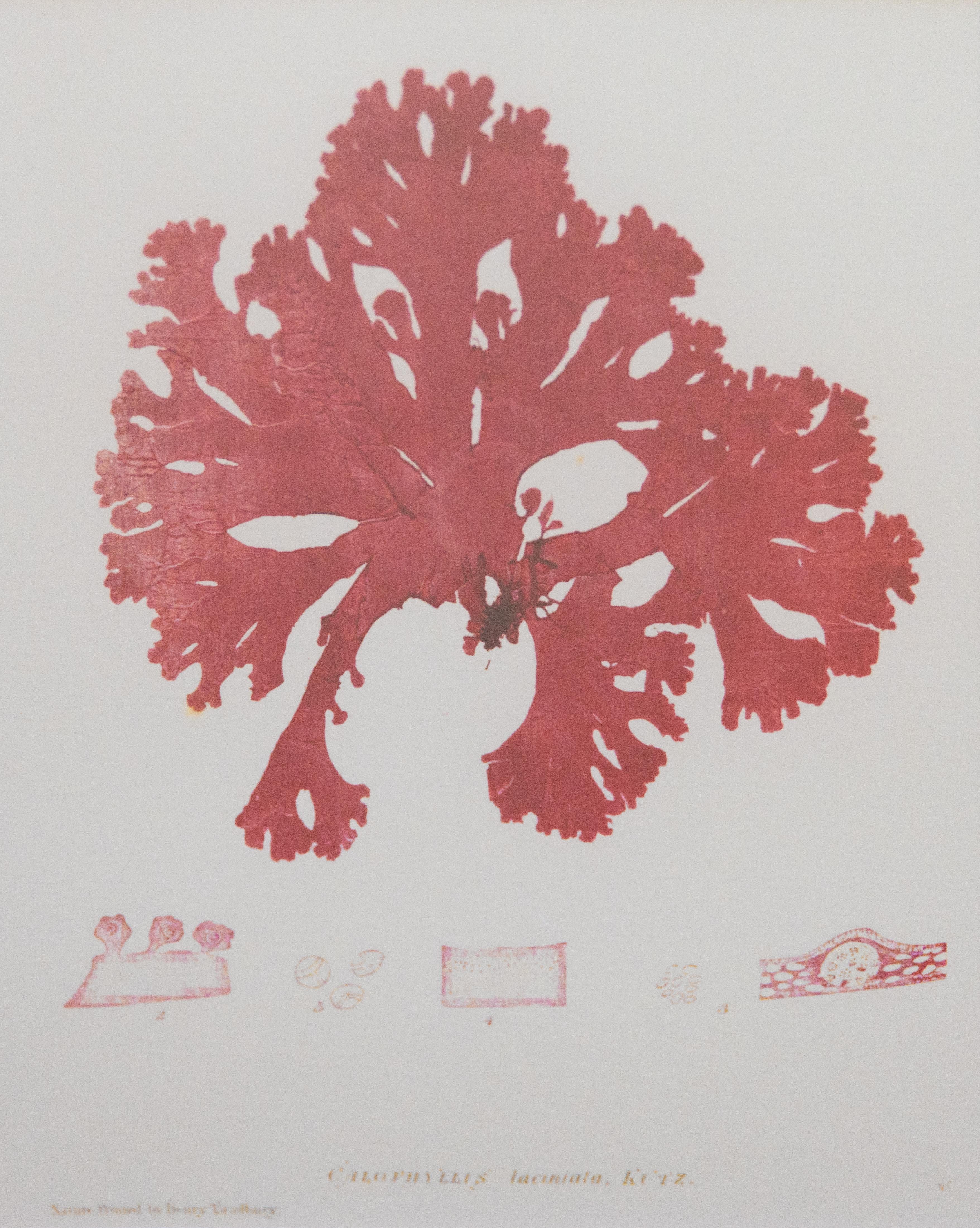 British Seaweed Giclée Prints - set of four, 1859 For Sale 4