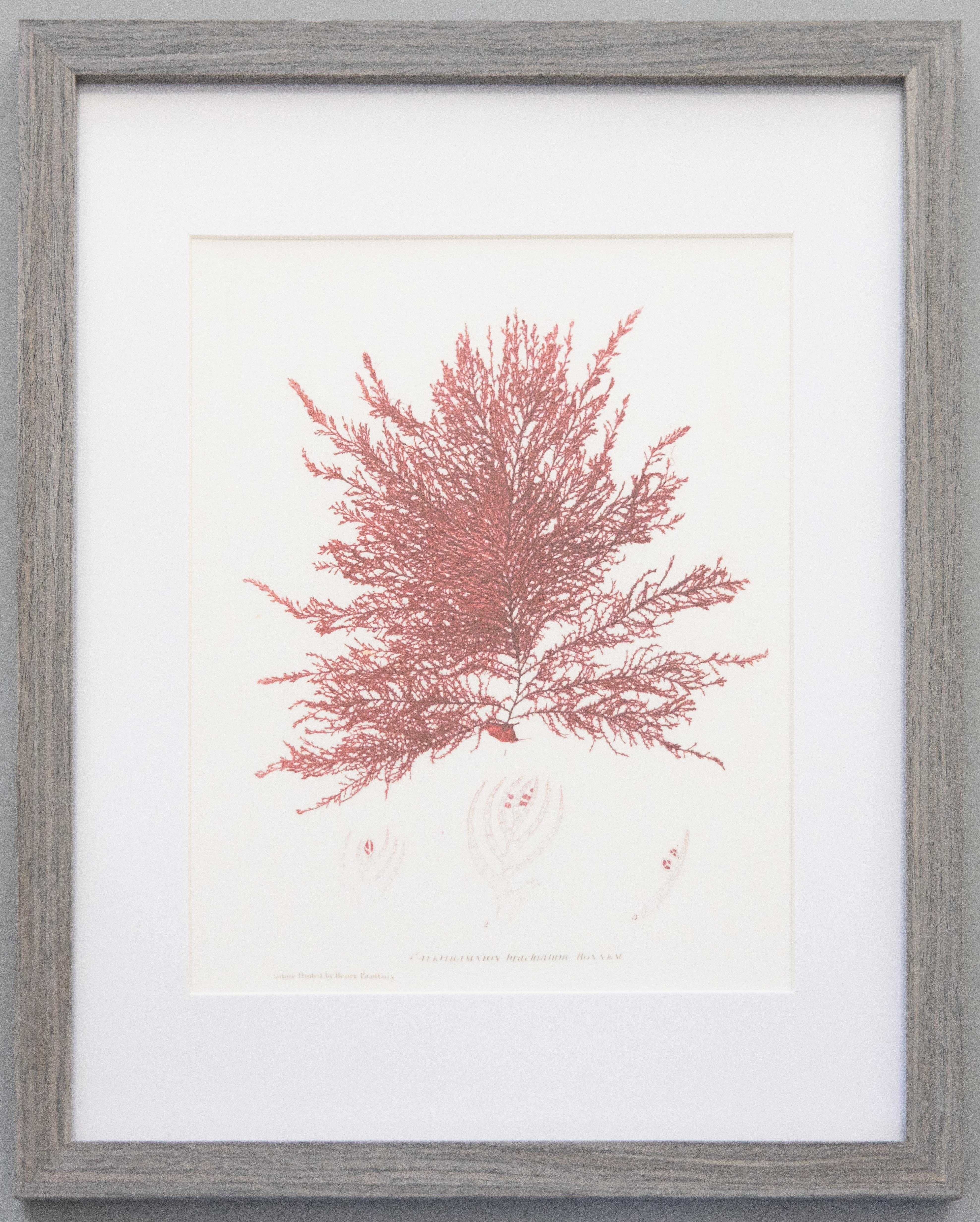 British Seaweed Giclée Prints - set of four, 1859 For Sale 4