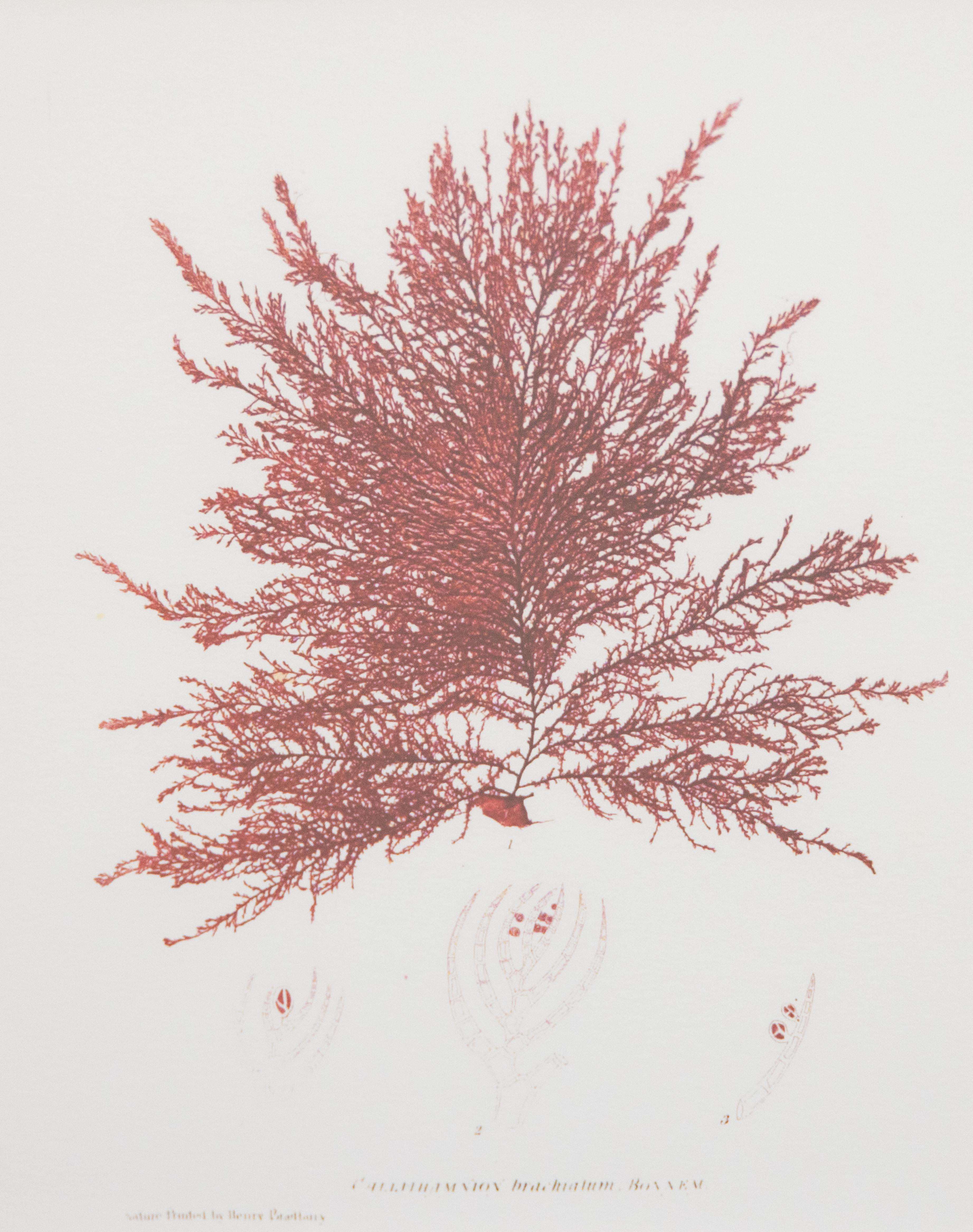 British Seaweed Giclée Prints - set of four, 1859 For Sale 5
