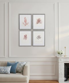 British Seaweed Giclée Prints - set of four, 1859