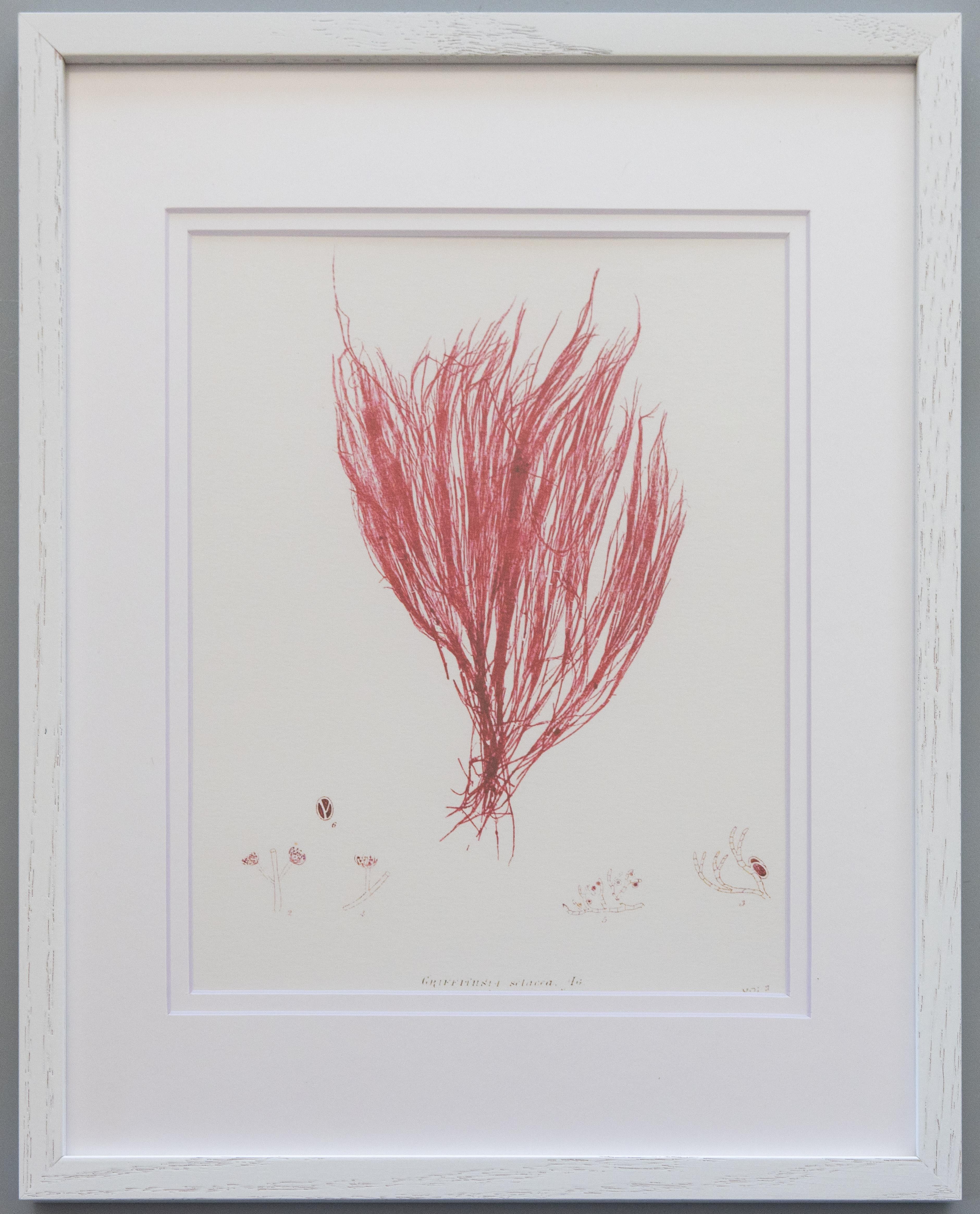 English British Seaweed Giclée Prints - set of four, 1859 For Sale