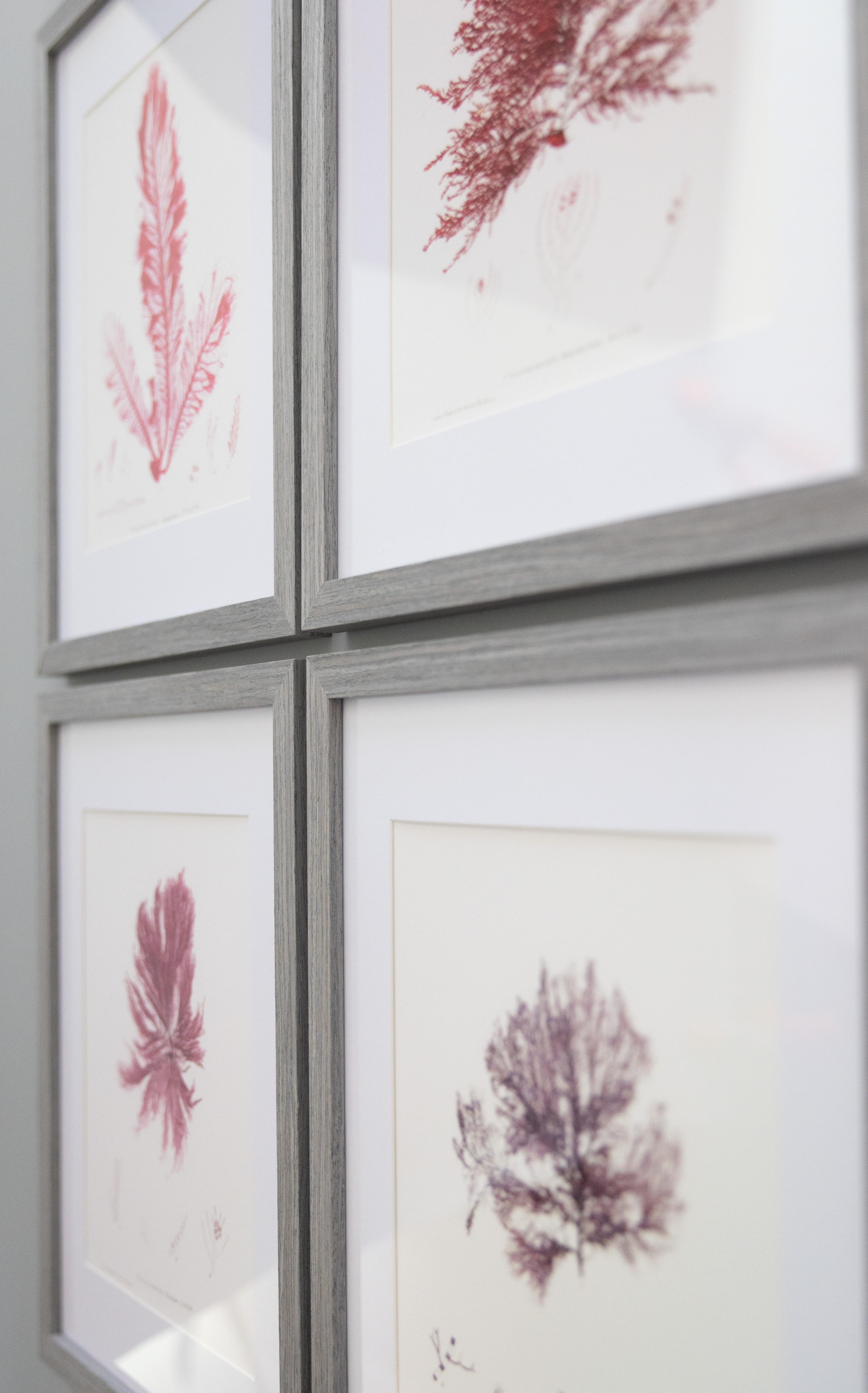 English British Seaweed Giclée Prints - set of four, 1859 For Sale
