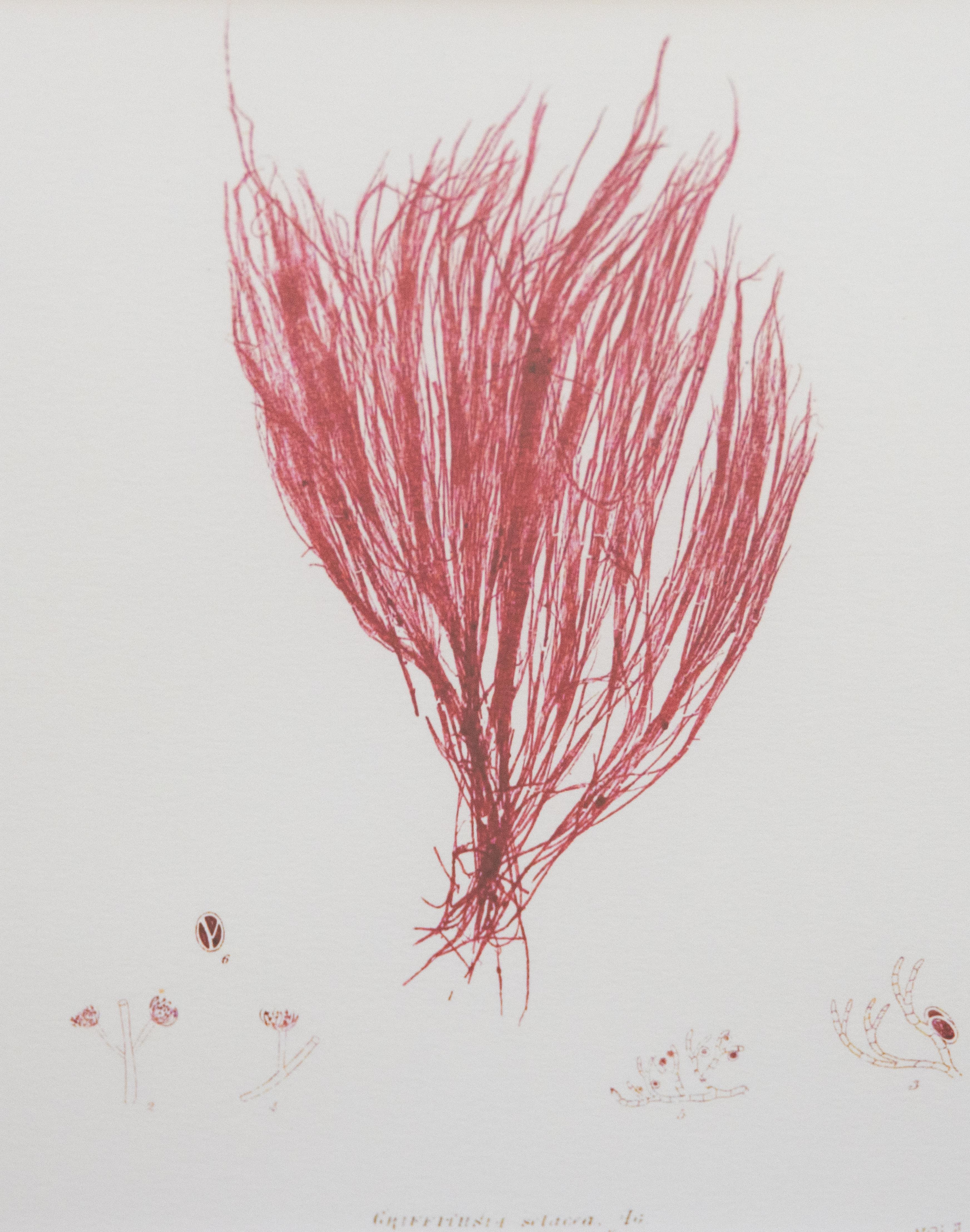 British Seaweed Giclée Prints - set of four, 1859 In Good Condition For Sale In Pearland, TX