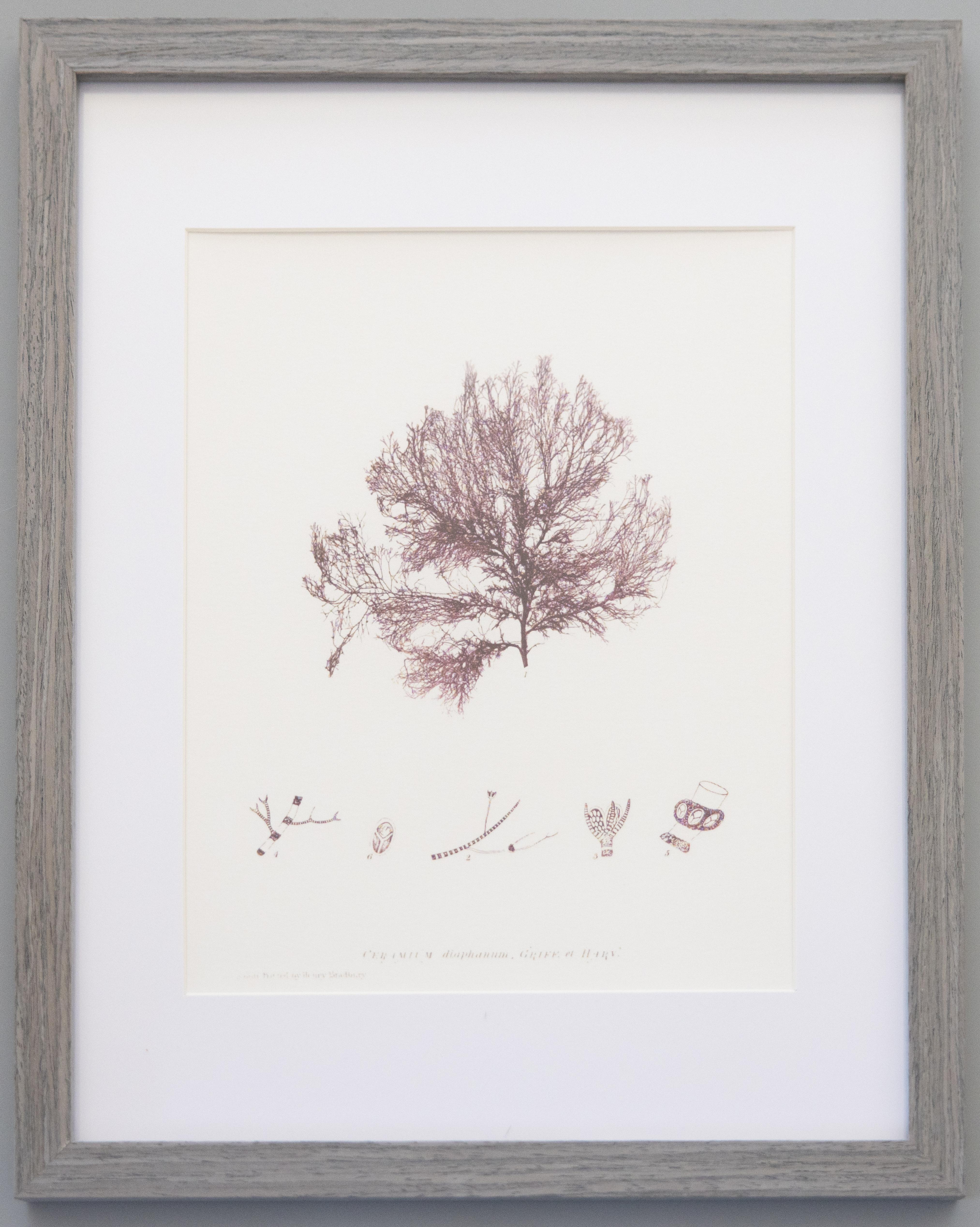 British Seaweed Giclée Prints - set of four, 1859 In New Condition For Sale In Pearland, TX