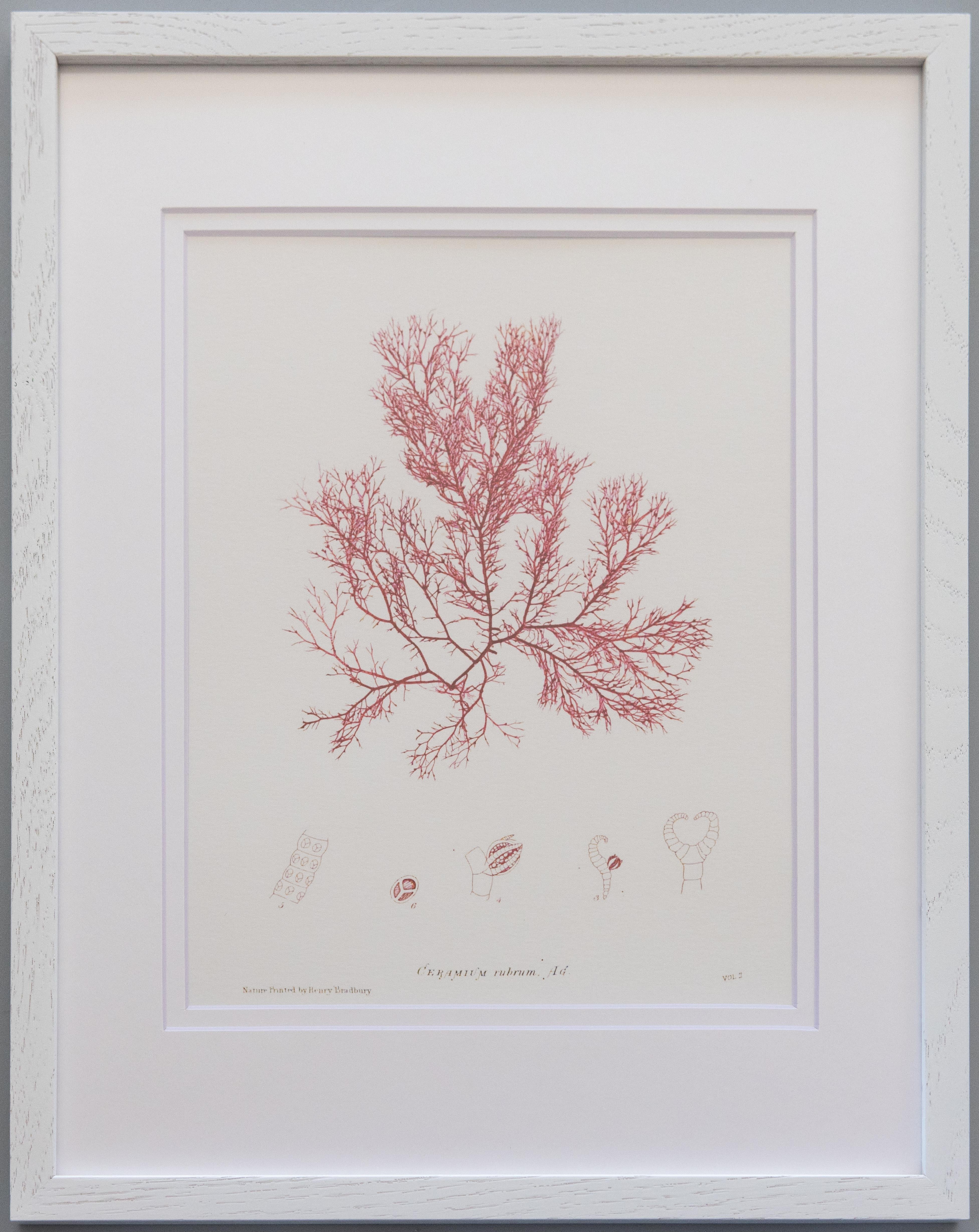 19th Century British Seaweed Giclée Prints - set of four, 1859 For Sale