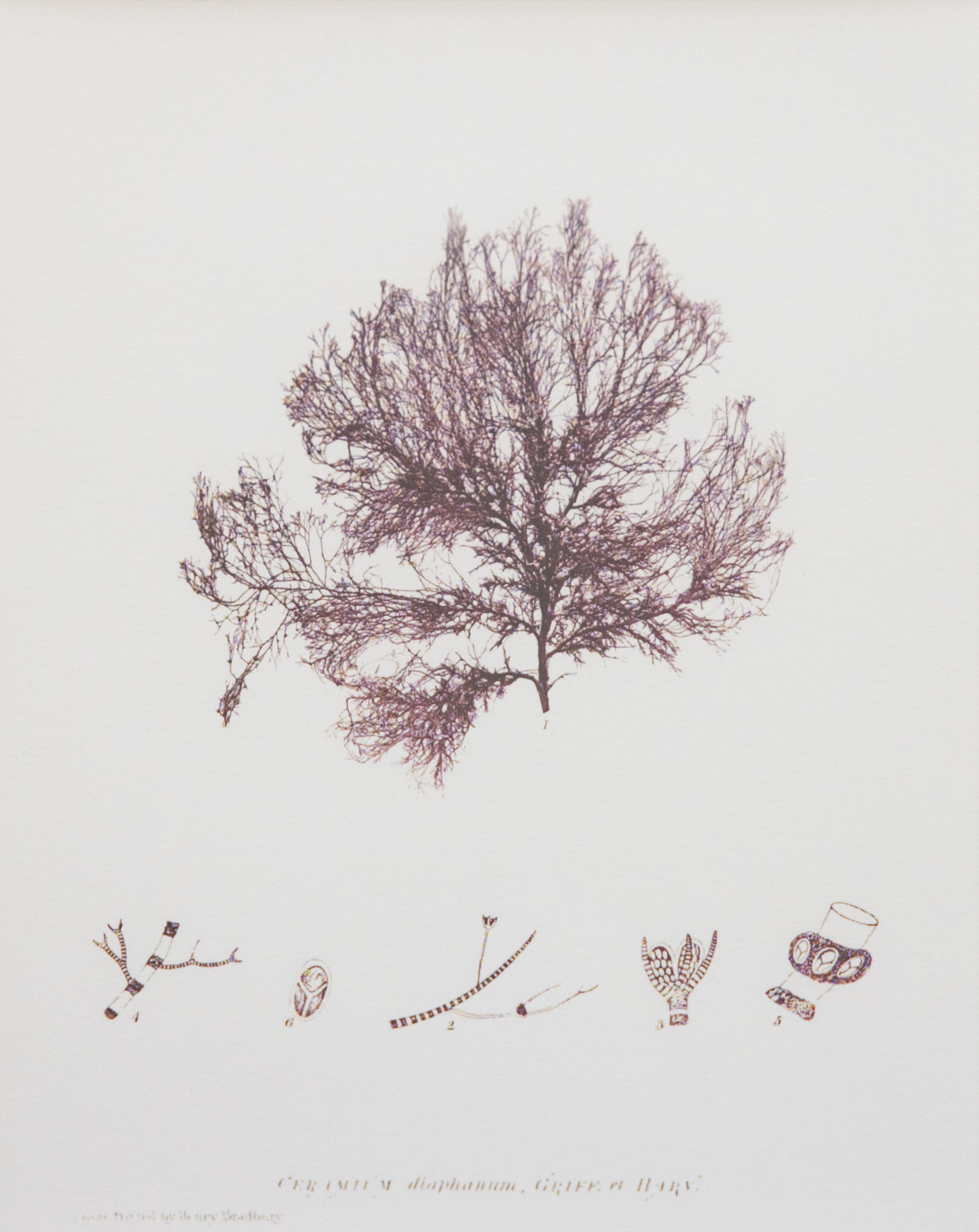 Contemporary British Seaweed Giclée Prints - set of four, 1859 For Sale
