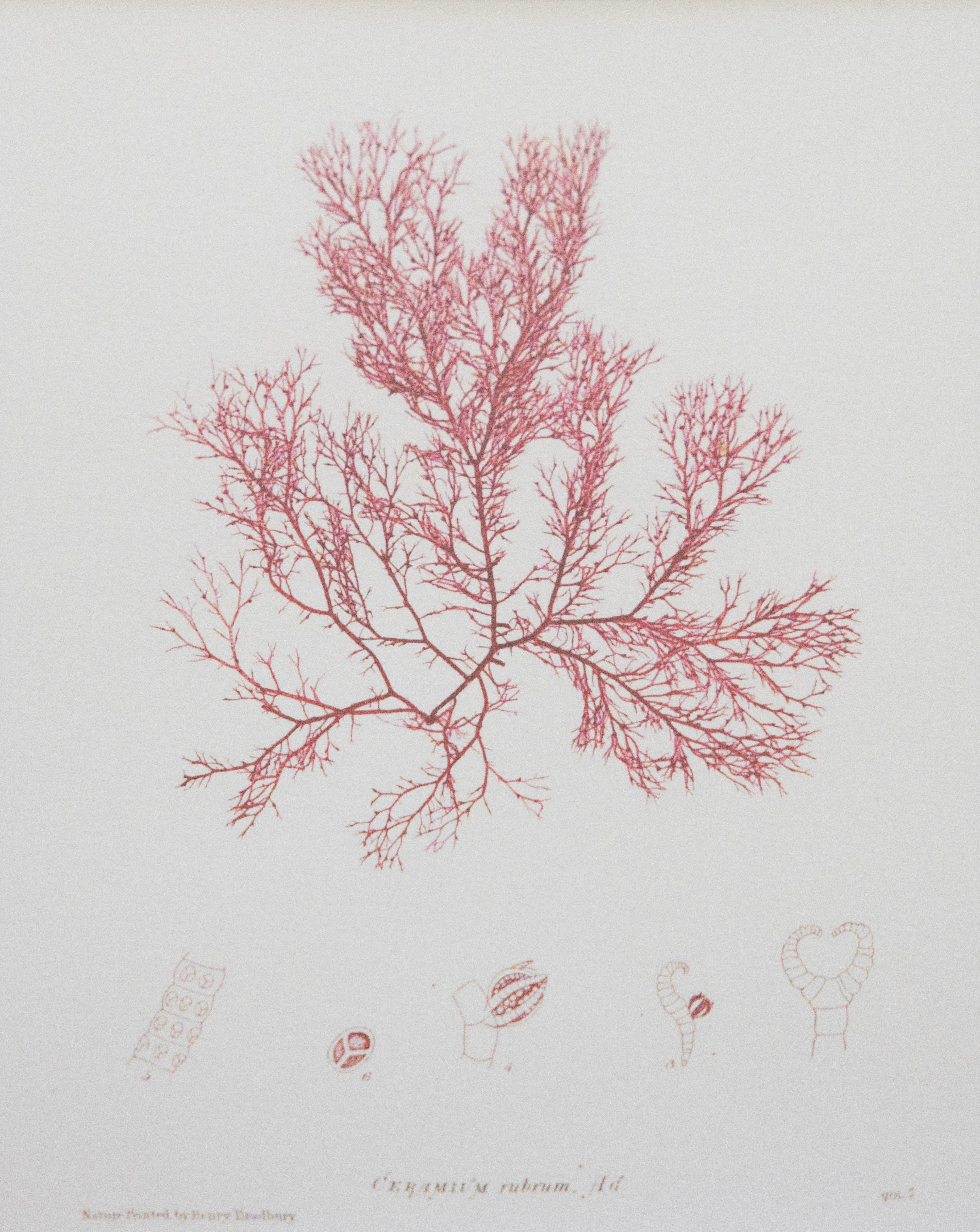Acrylic British Seaweed Giclée Prints - set of four, 1859 For Sale
