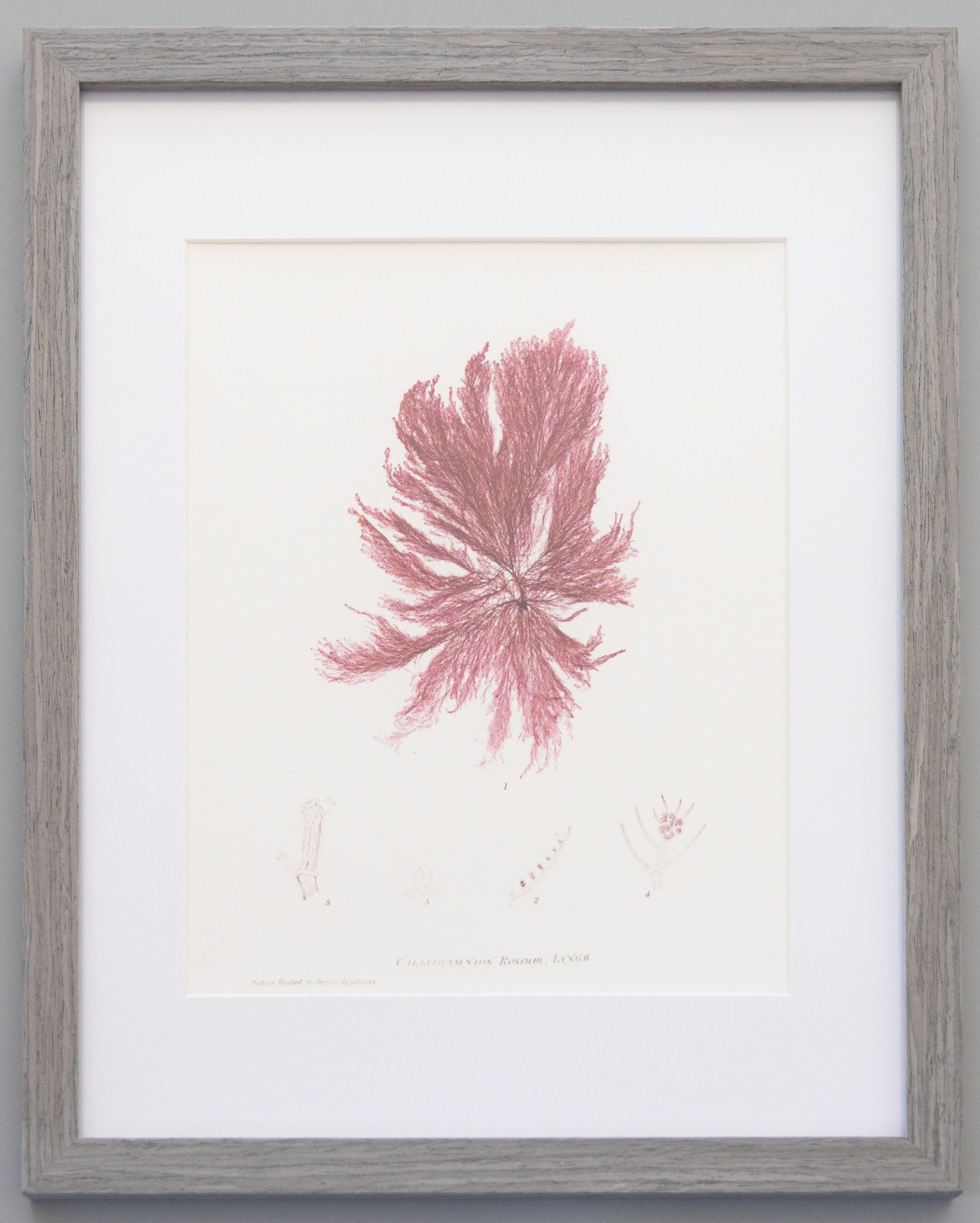 Paper British Seaweed Giclée Prints - set of four, 1859 For Sale