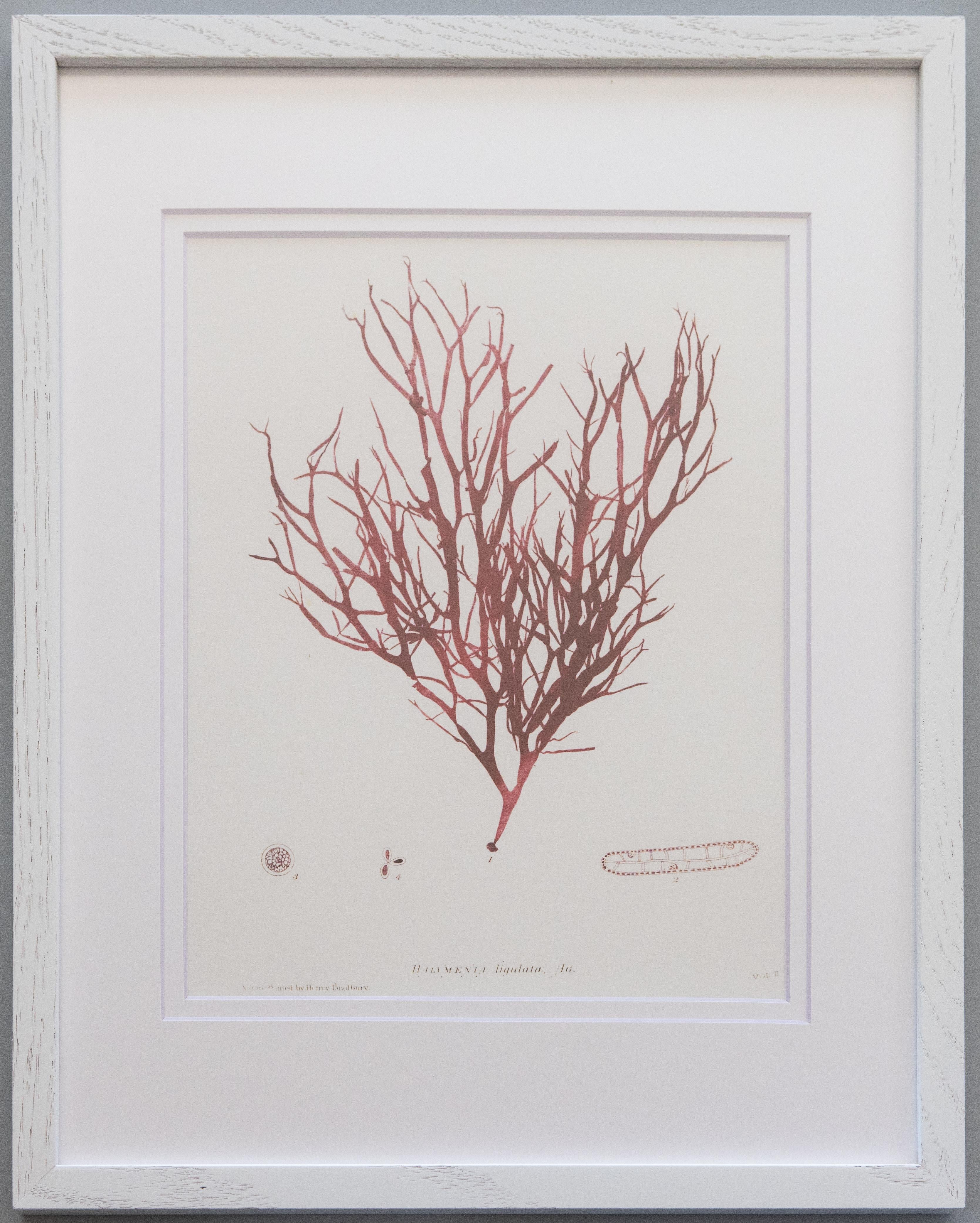 British Seaweed Giclée Prints - set of four, 1859 For Sale 1