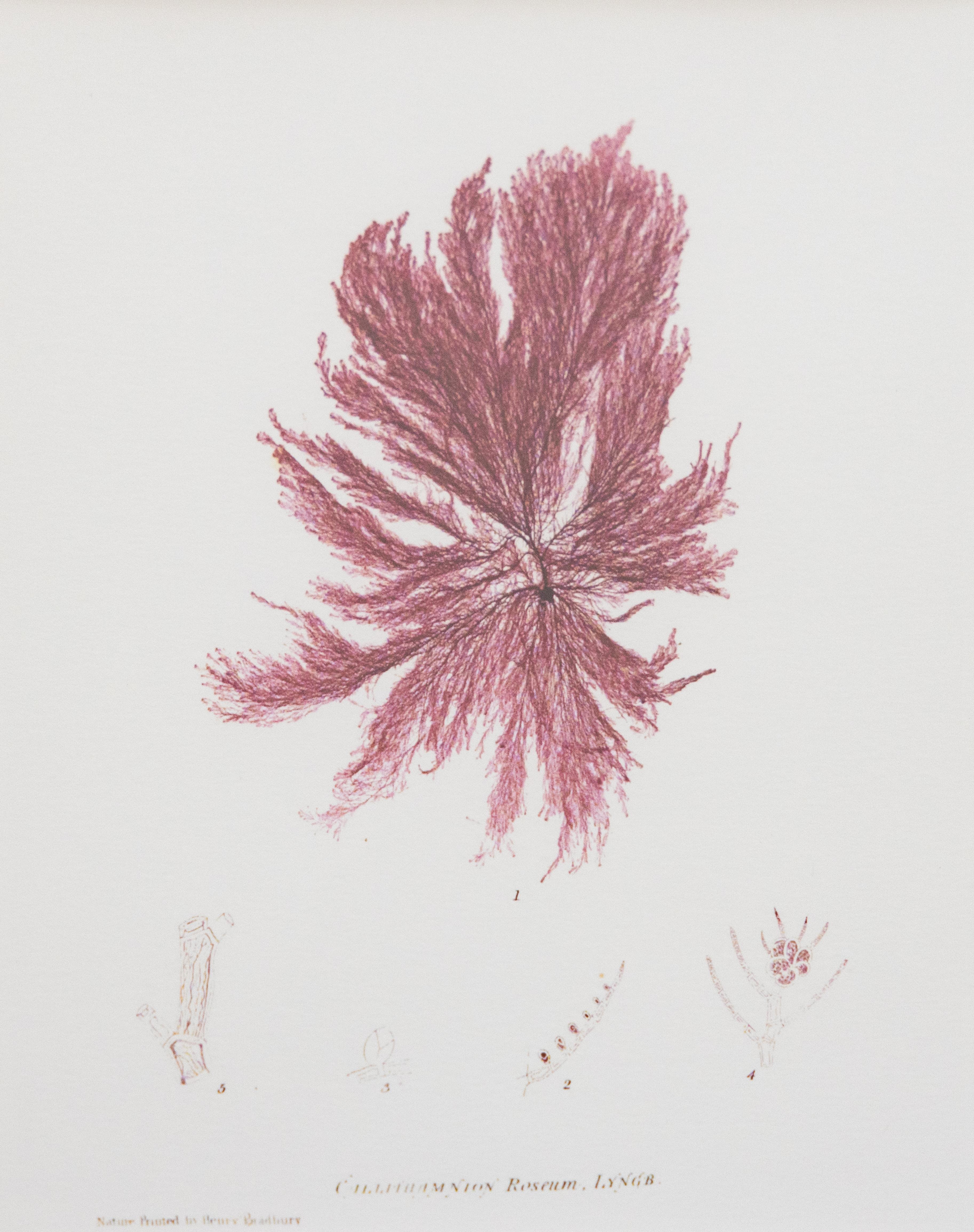 British Seaweed Giclée Prints - set of four, 1859 For Sale 1