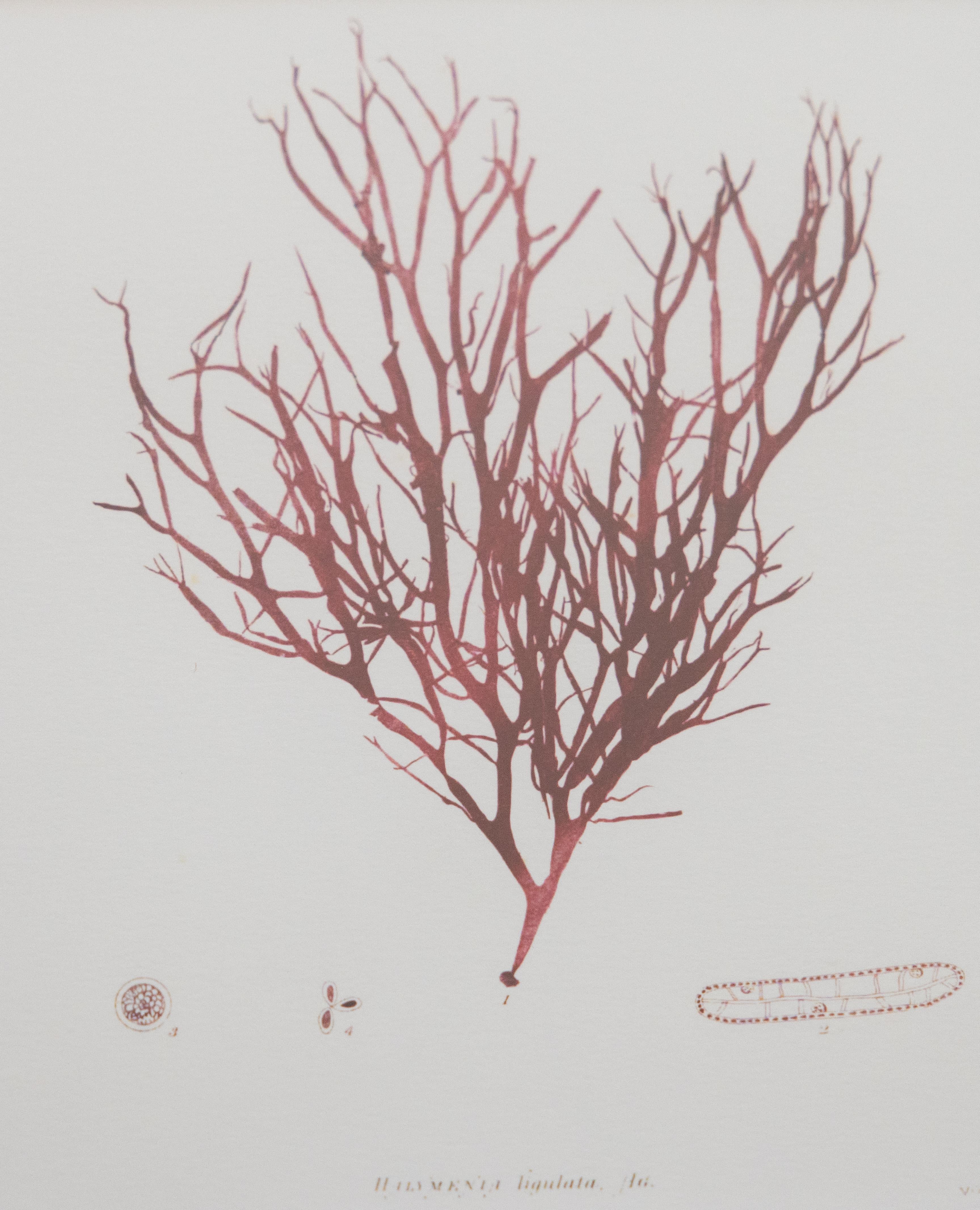 British Seaweed Giclée Prints - set of four, 1859 For Sale 2