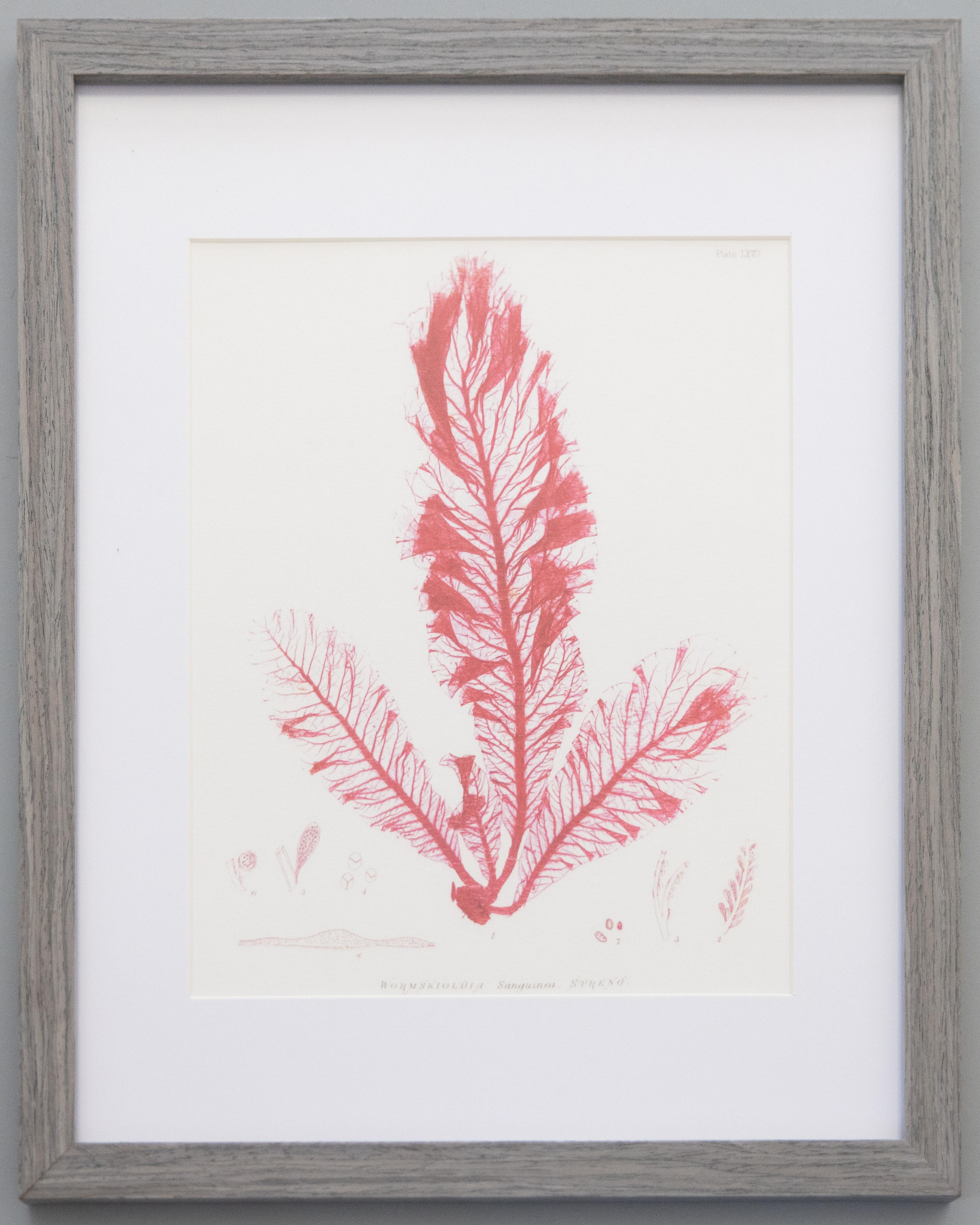 British Seaweed Giclée Prints - set of four, 1859 For Sale 2