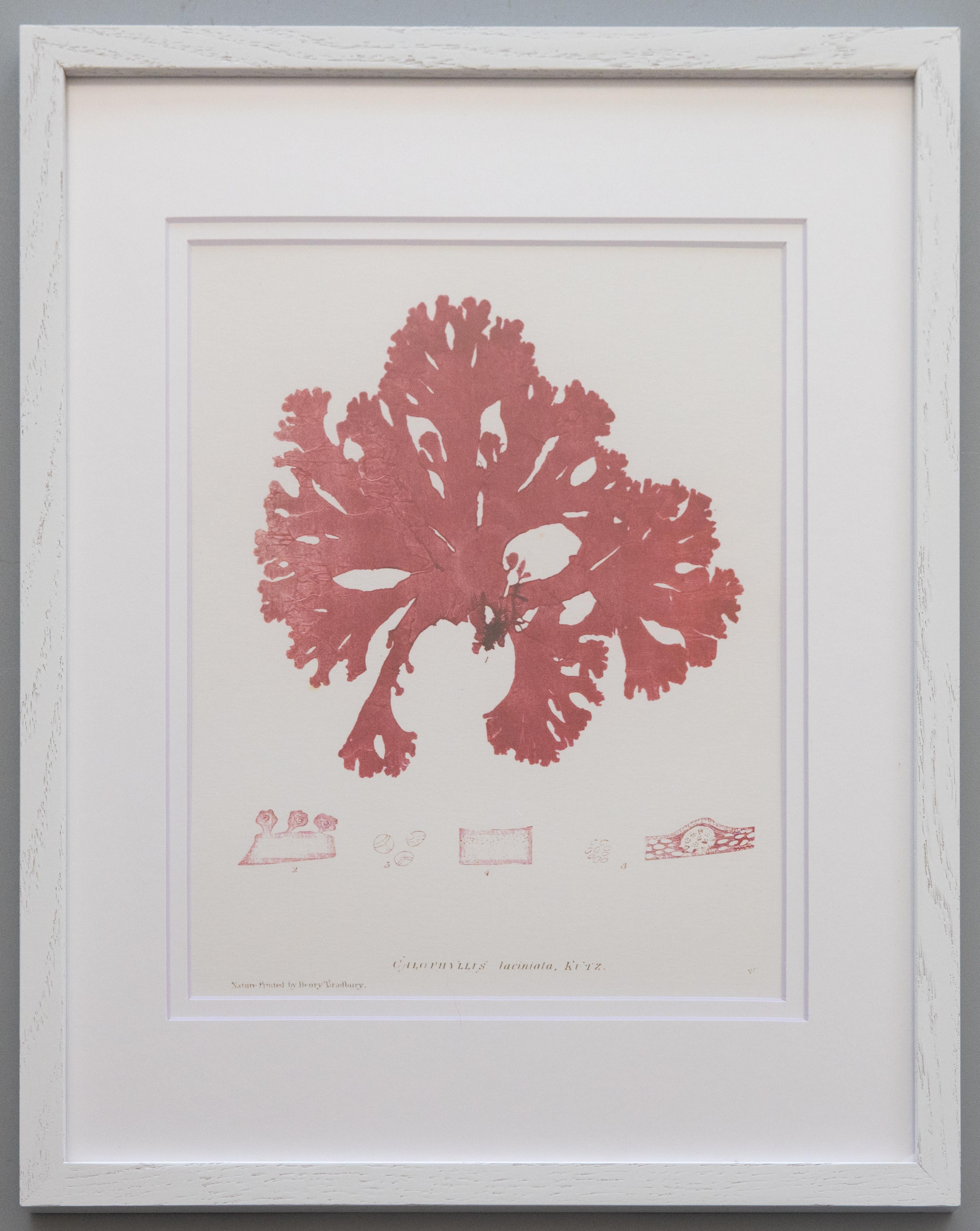 British Seaweed Giclée Prints - set of four, 1859 For Sale 3