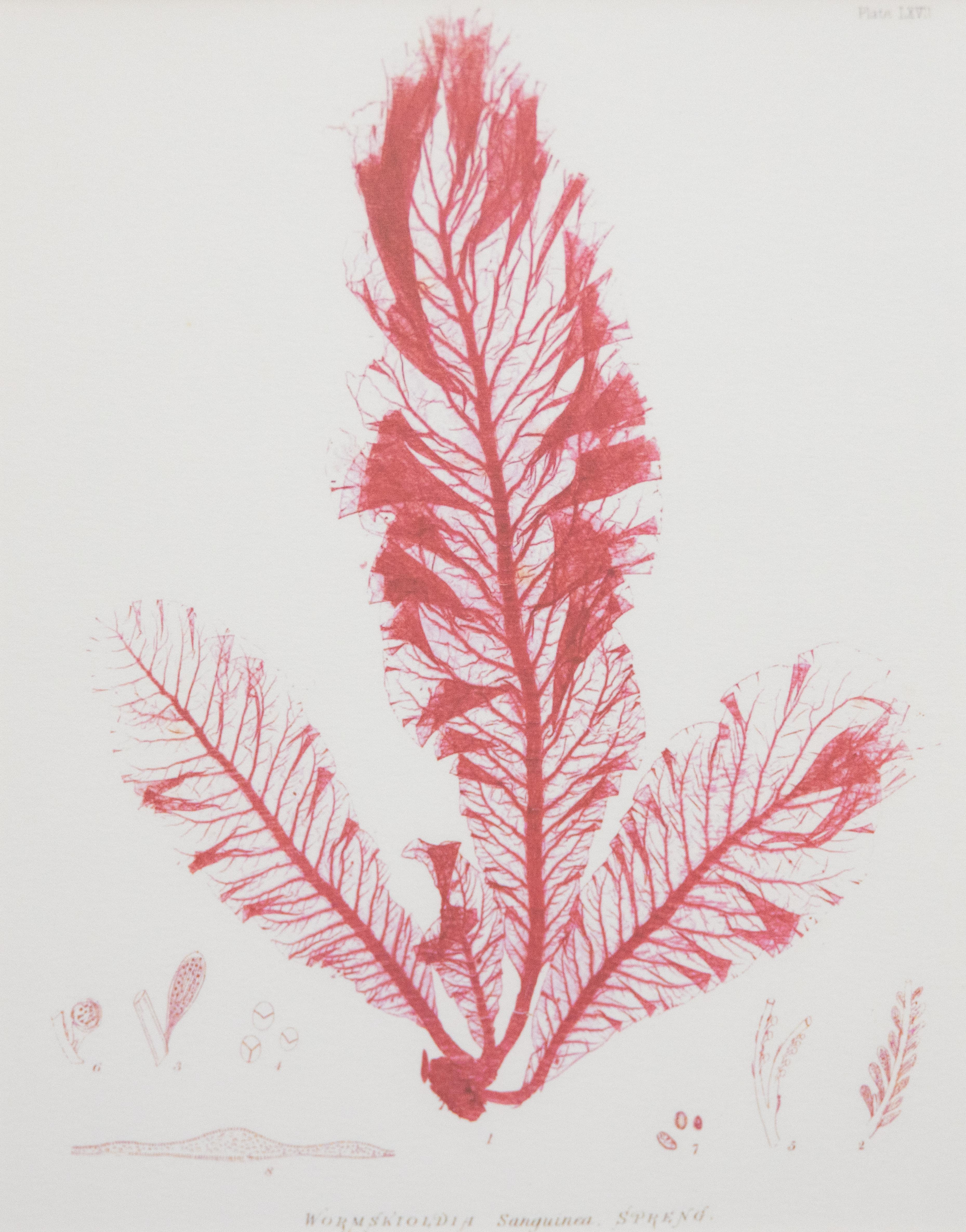 British Seaweed Giclée Prints - set of four, 1859 For Sale 3