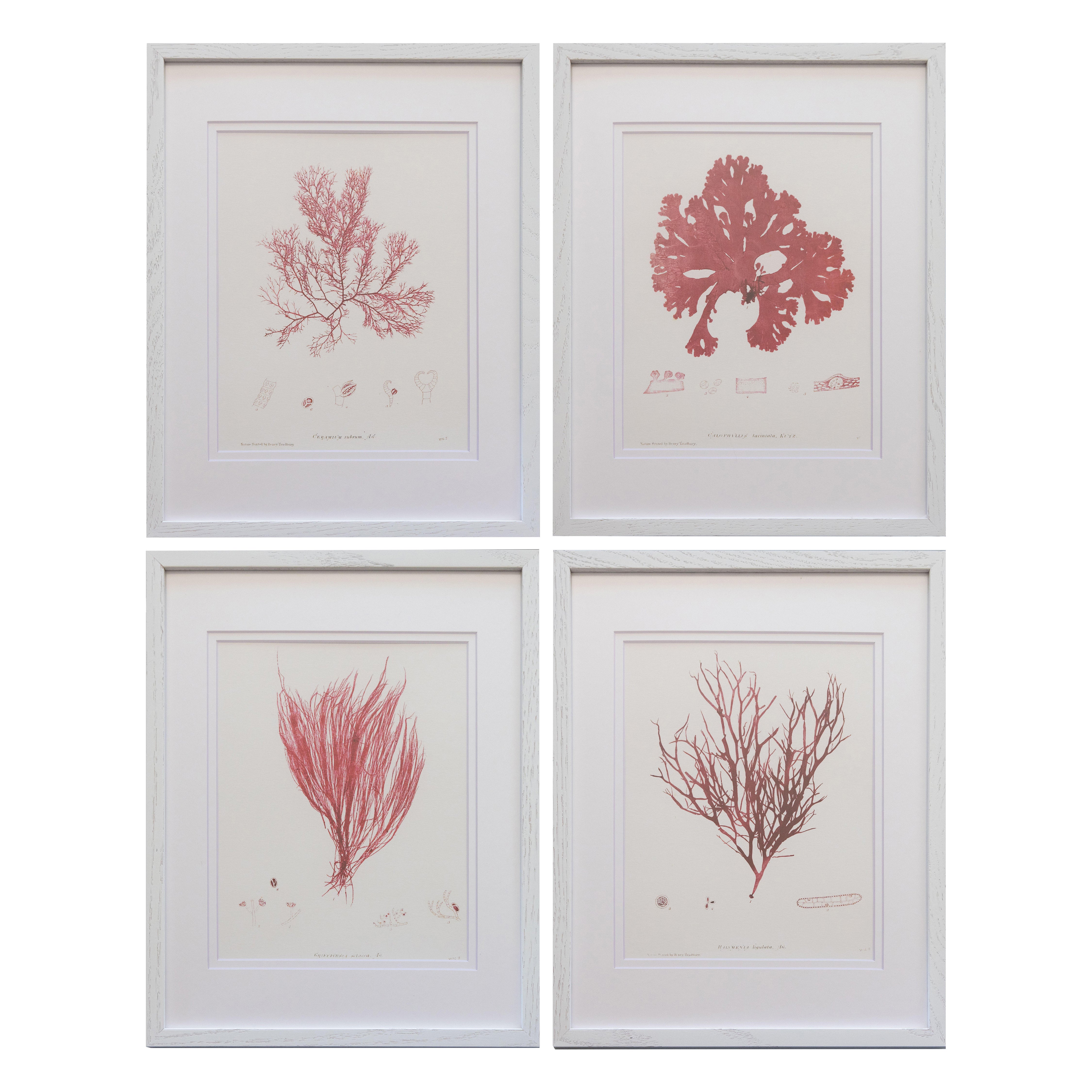 British Seaweed Giclée Prints - set of four, 1859