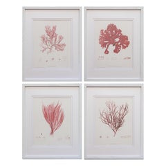 British Seaweed Giclée Prints - set of four, 1859