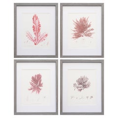 British Seaweed Giclée Prints - set of four, 1859