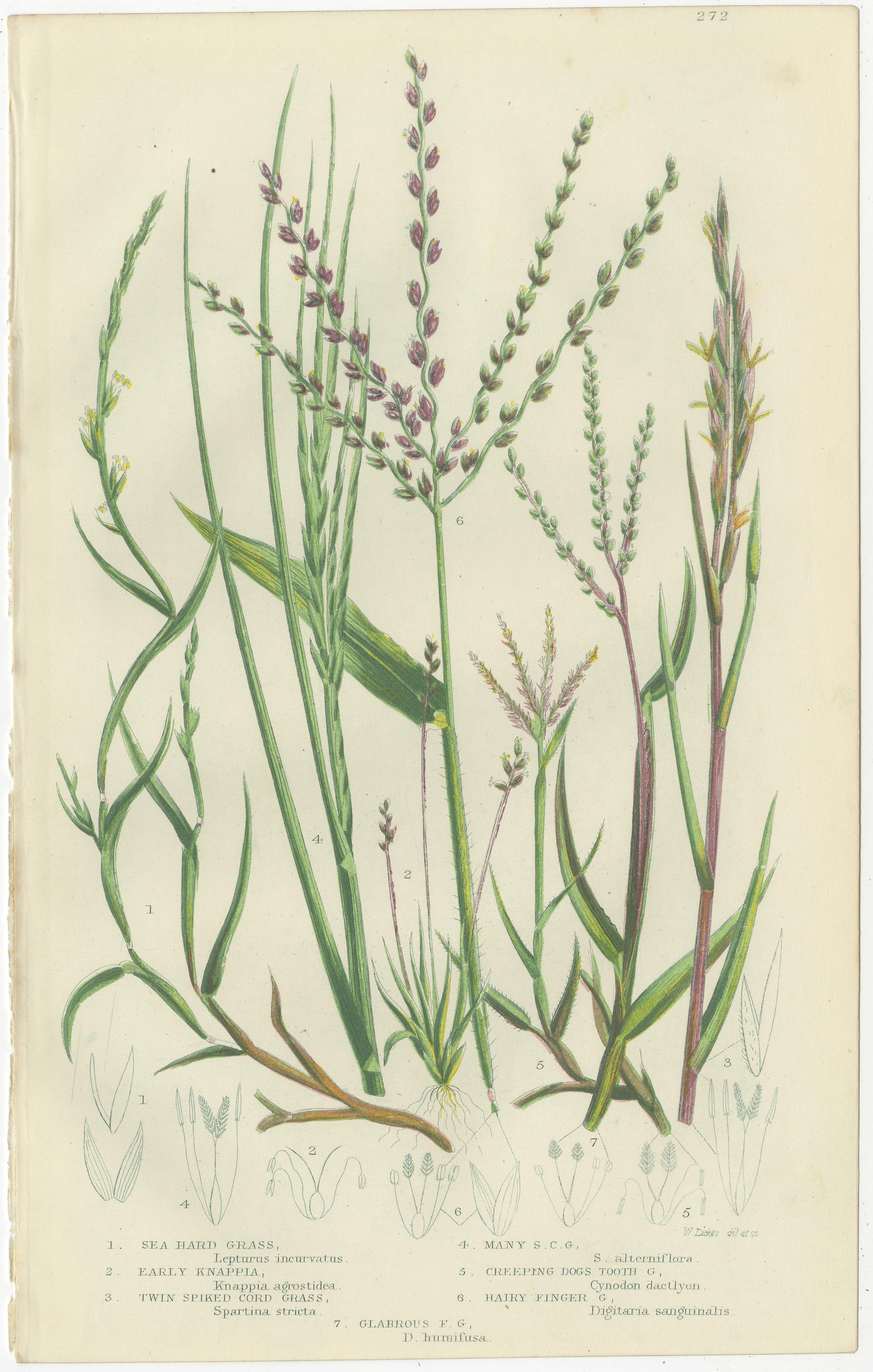 British Sedges Antique Botanical Prints, Hand-Colored Engravings, 1873