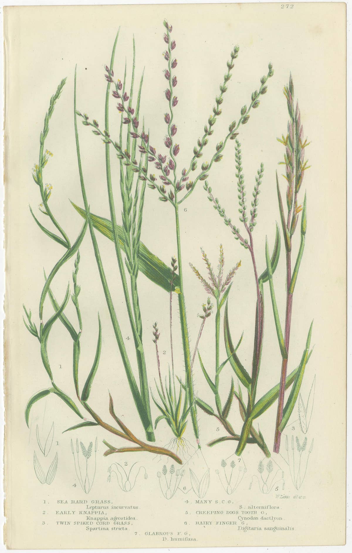 British Sedges Antique Botanical Prints, Hand-Colored Engravings, 1873