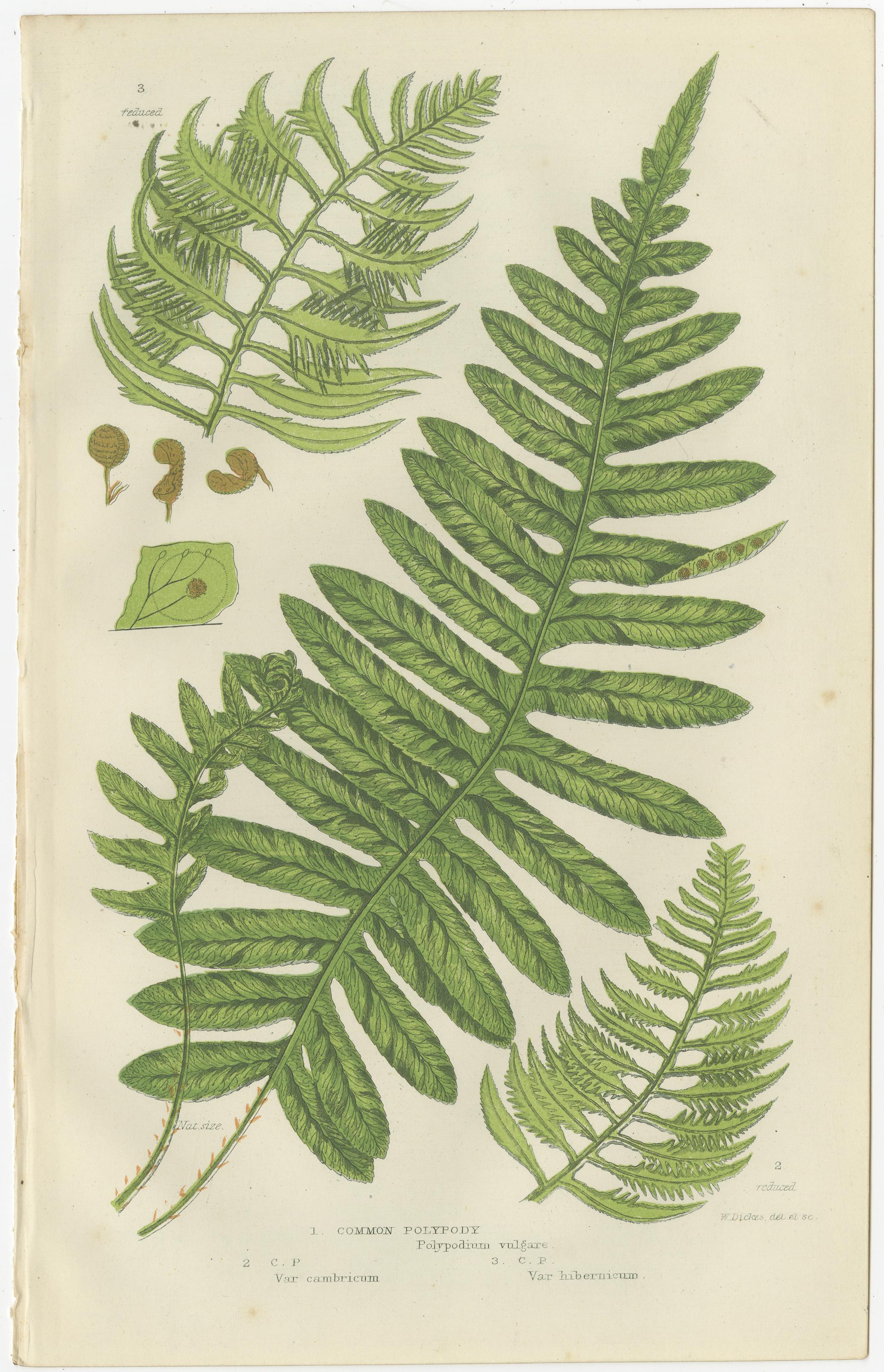 British Sedges Antique Botanical Prints, Hand-Colored Engravings, 1873