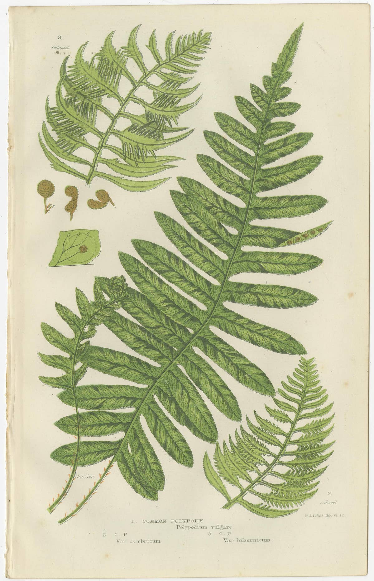 British Sedges Antique Botanical Prints, Hand-Colored Engravings, 1873
