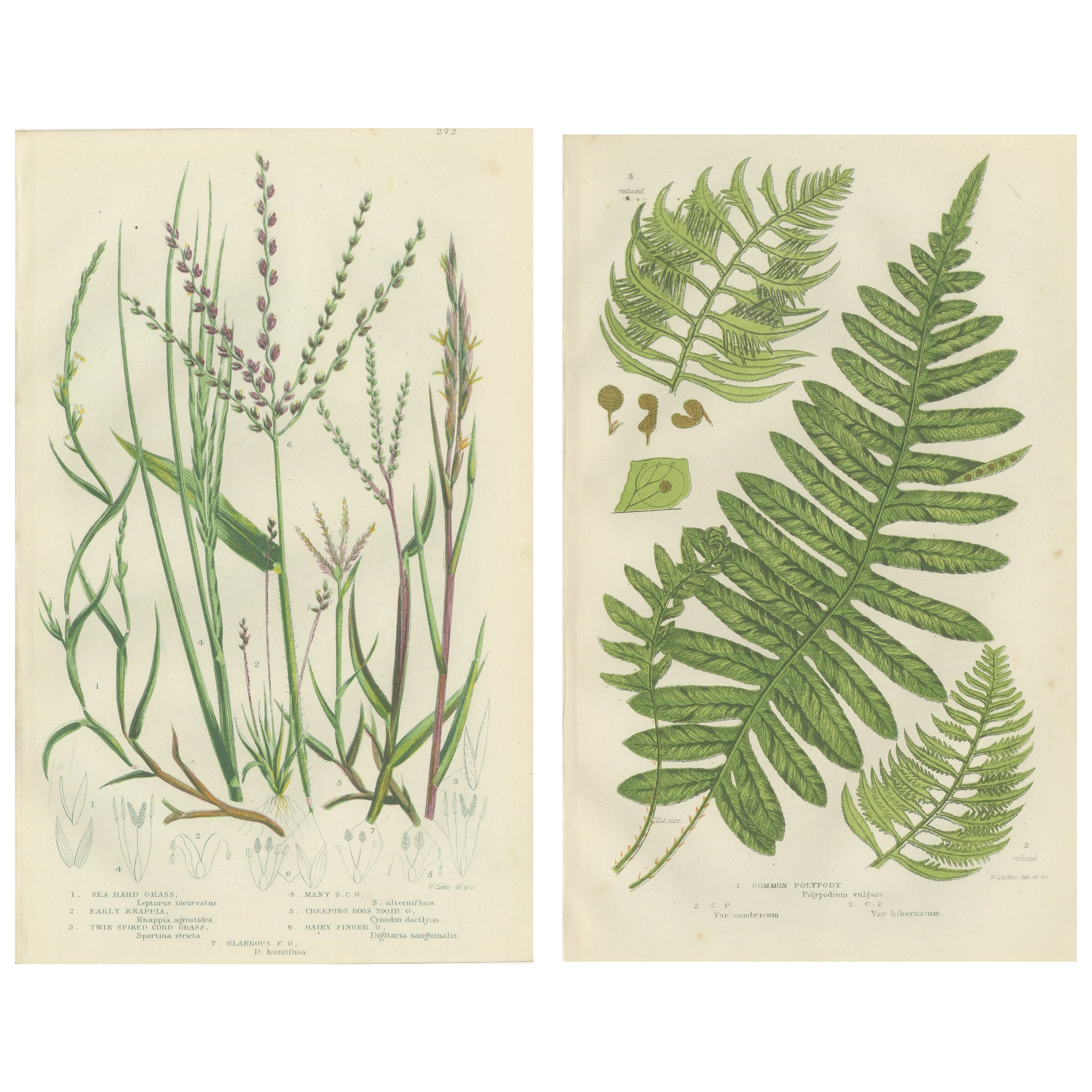 British Sedges Antique Botanical Prints, Hand-Colored Engravings, 1873