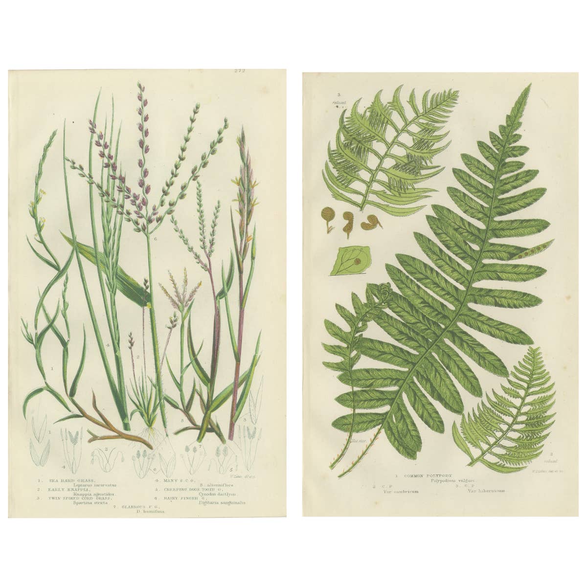 British Sedges Antique Botanical Prints, Hand-Colored Engravings, 1873