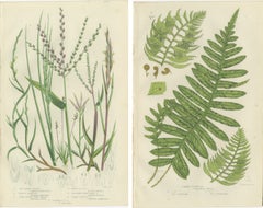 British Sedges Antique Botanical Prints, Hand-Colored Engravings, 1873