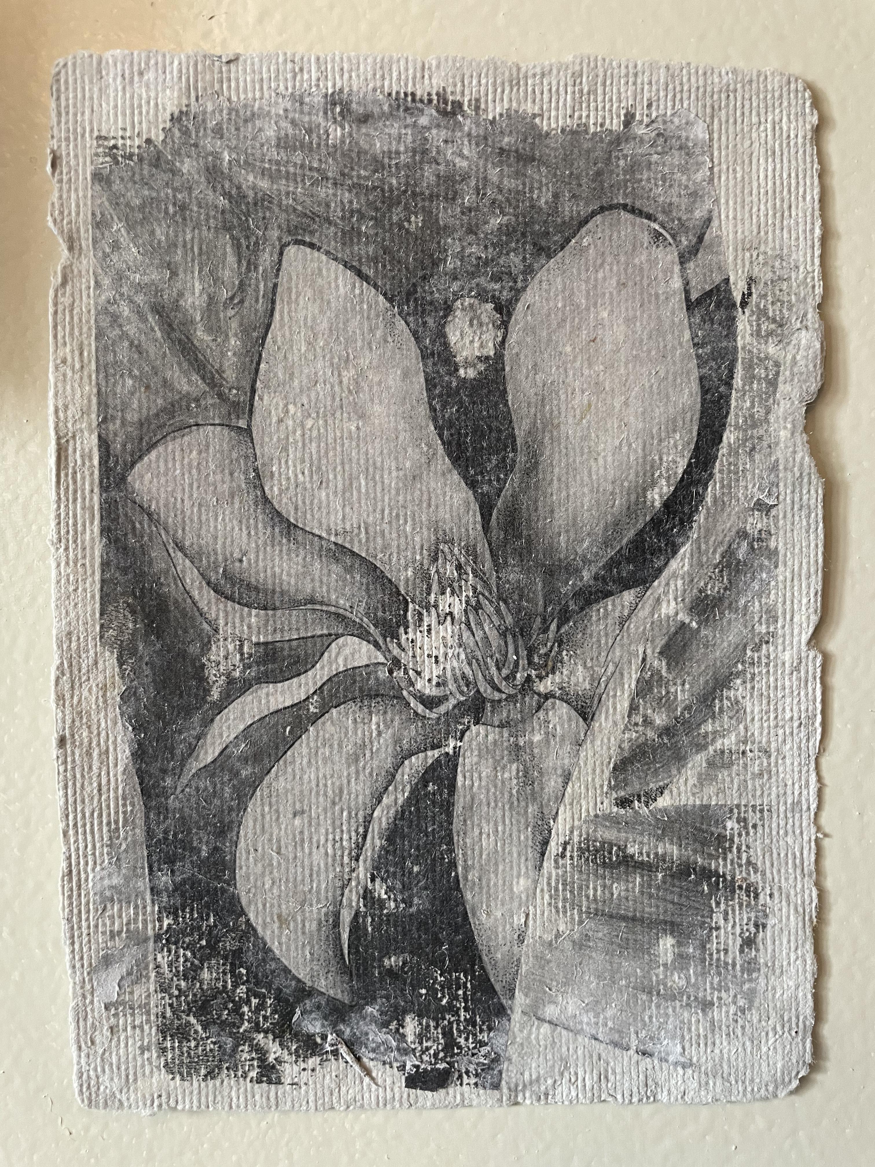 Figurative Print Brittany Noriega - Magnolia II sur gris