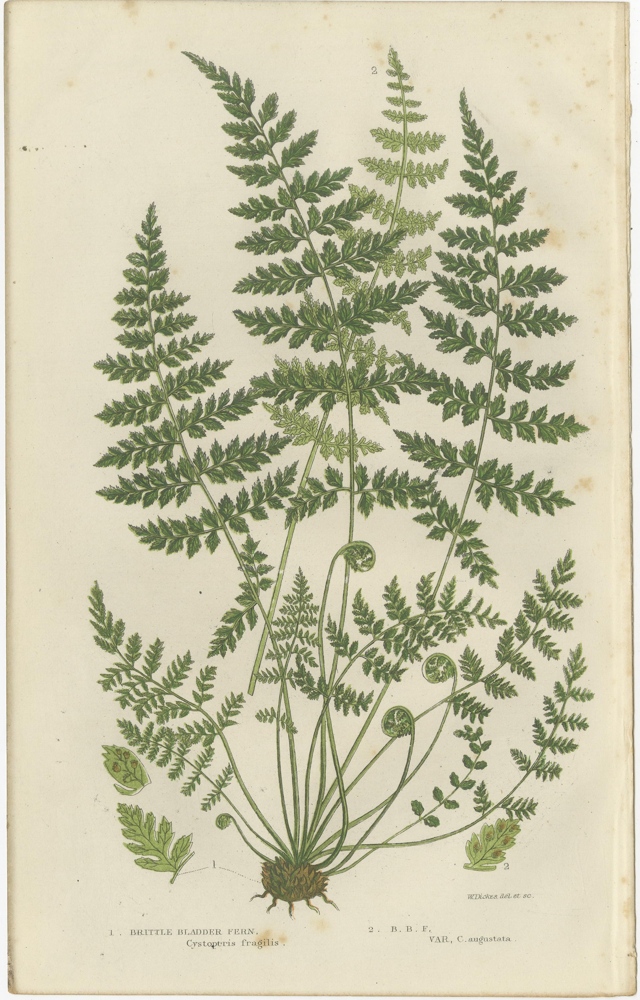 Brittle Bladder Fern Triptych, Hand-Colored Engravings, 1873, 3 Prints