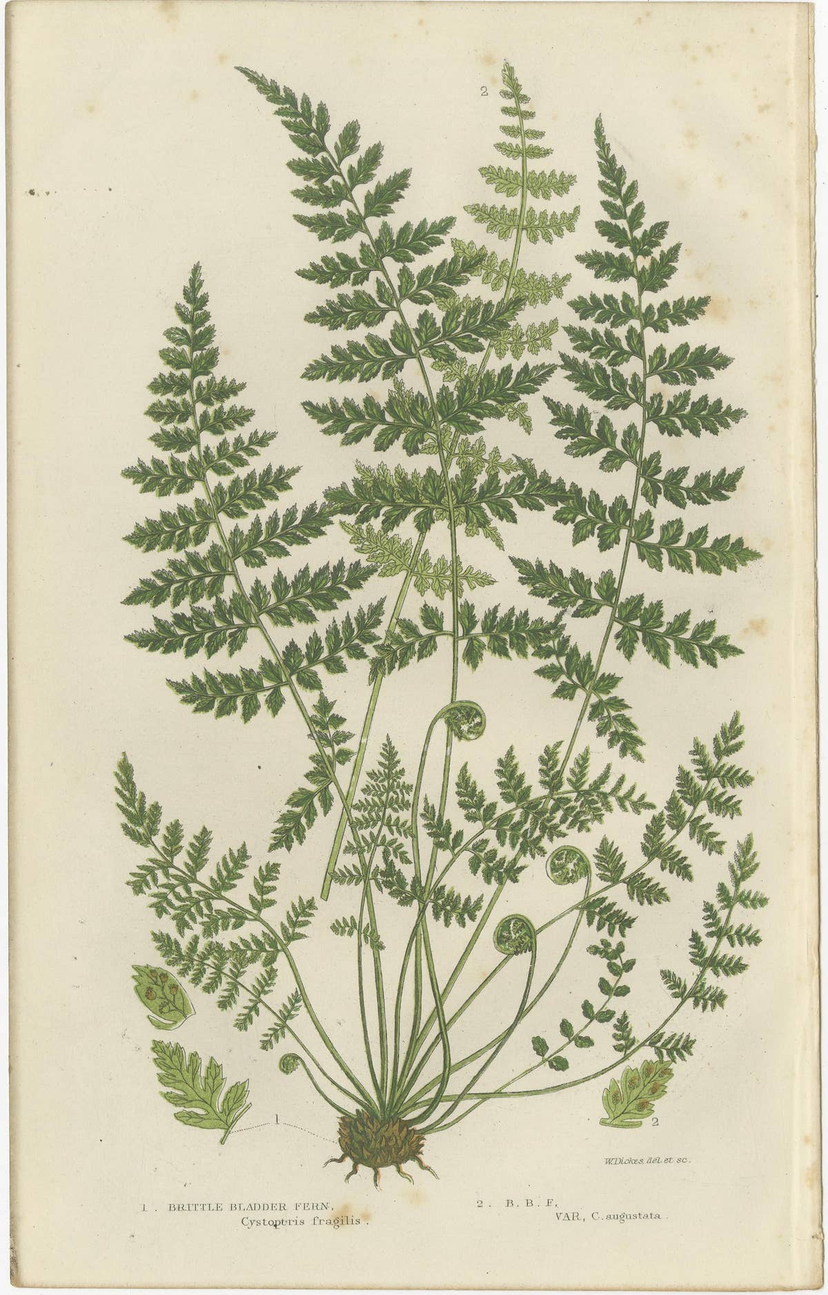 Brittle Bladder Fern Triptych, Hand-Colored Engravings, 1873, 3 Prints