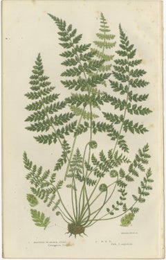 Brittle Bladder Fern Triptych, Hand-Colored Engravings, 1873, 3 Prints