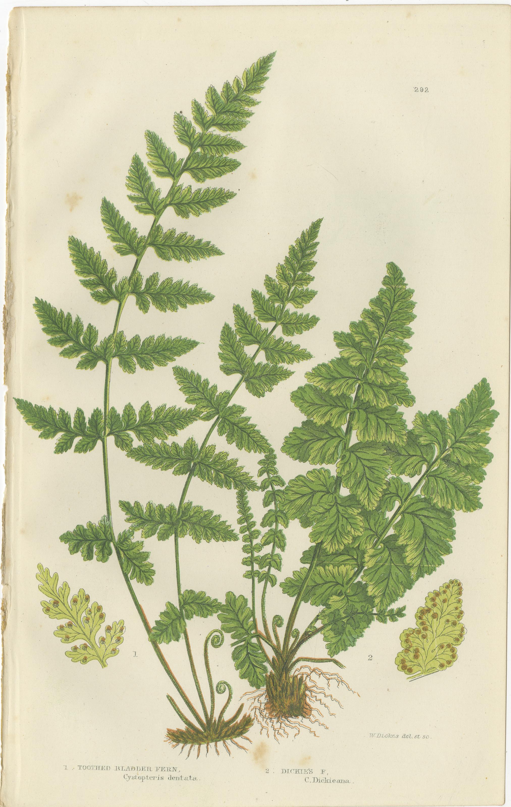 Brittle Bladder Fern Triptych, Hand-Colored Engravings, 1873, 3 Prints
