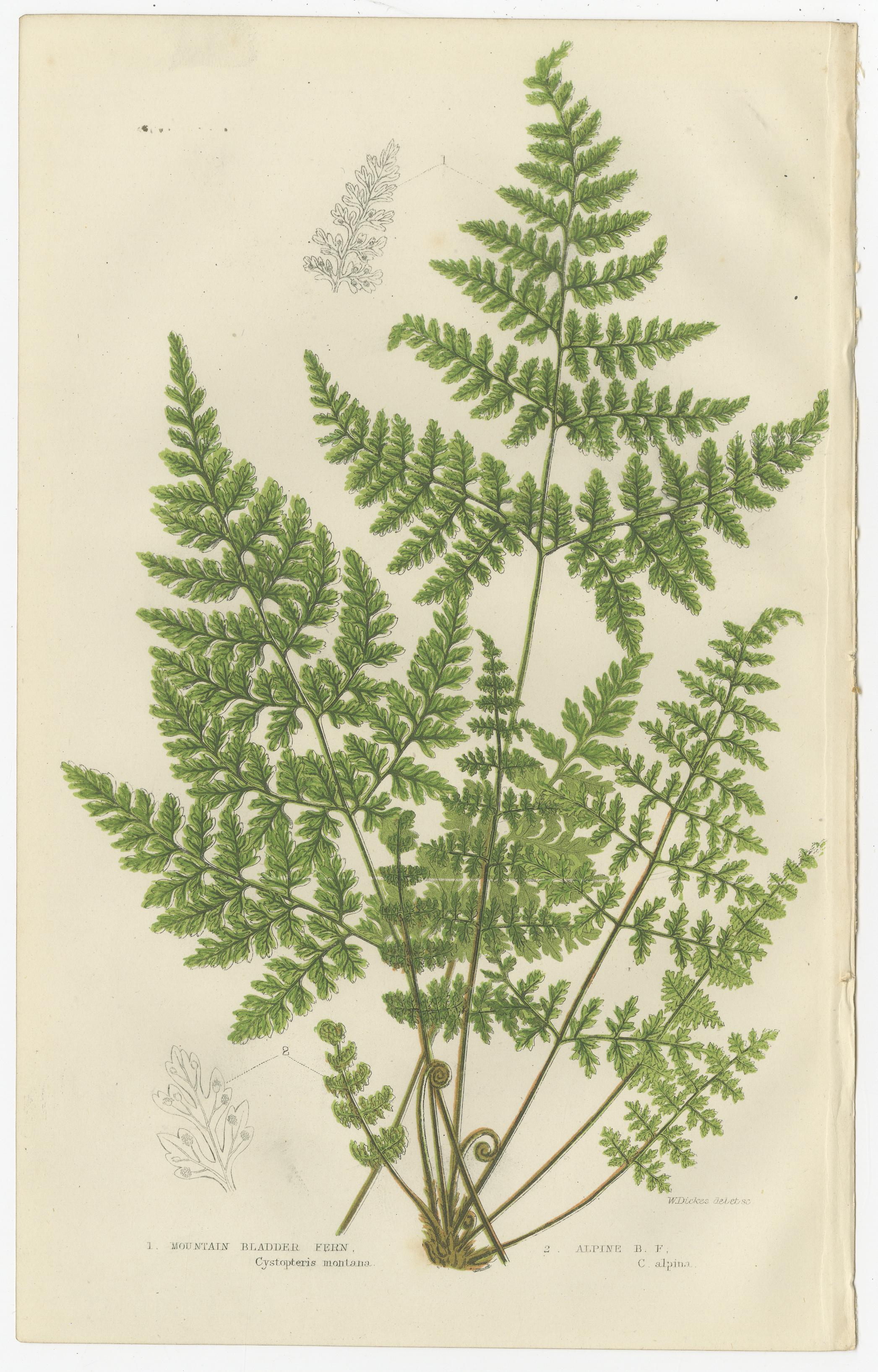 Brittle Bladder Fern Triptych, Hand-Colored Engravings, 1873, 3 Prints