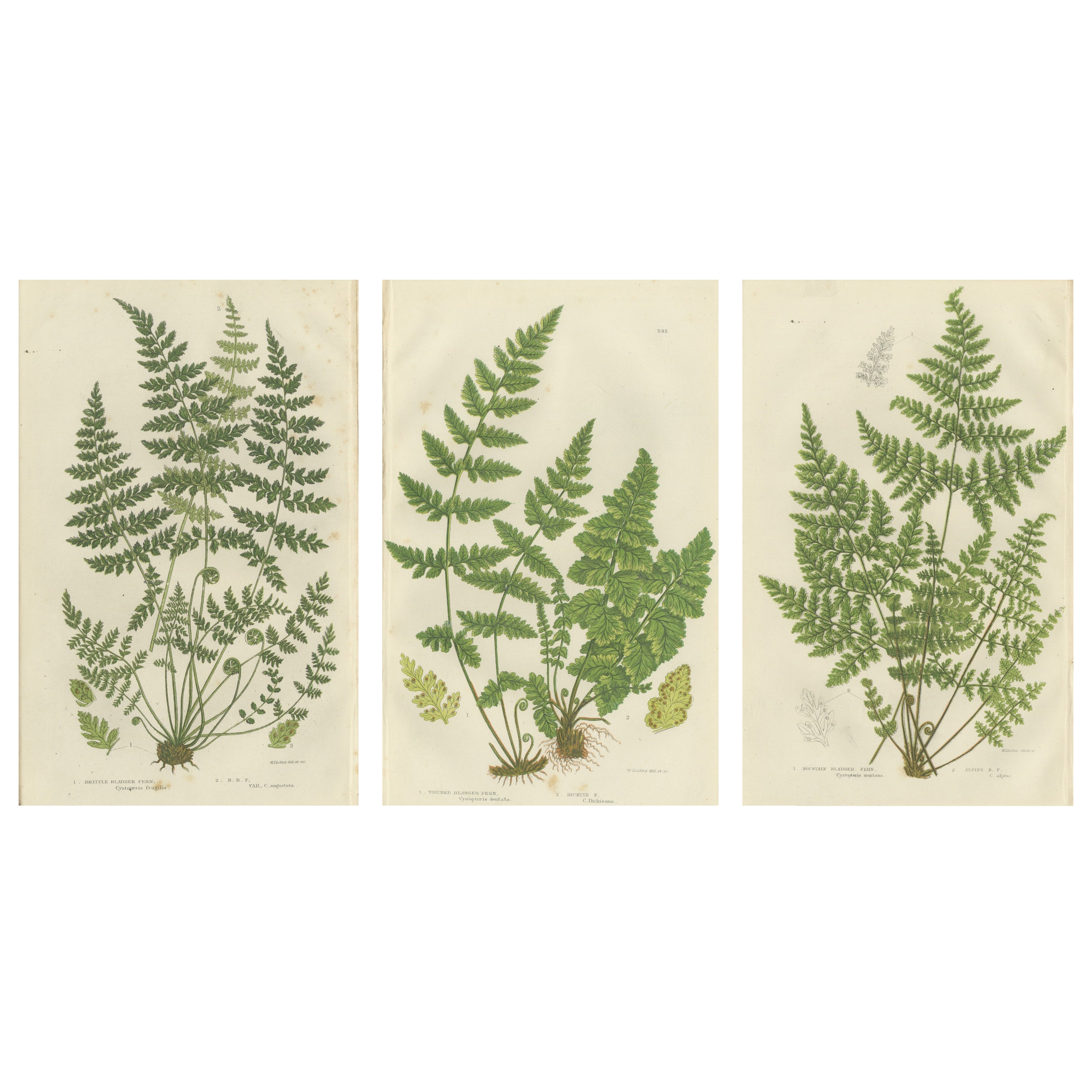 Brittle Bladder Fern Triptych, Hand-Colored Engravings, 1873, 3 Prints