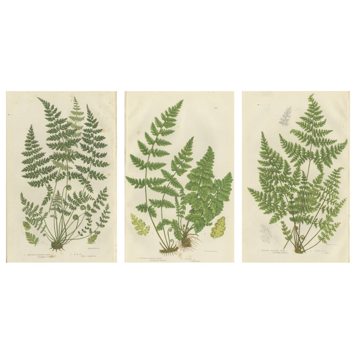 Brittle Bladder Fern Triptych, Hand-Colored Engravings, 1873, 3 Prints