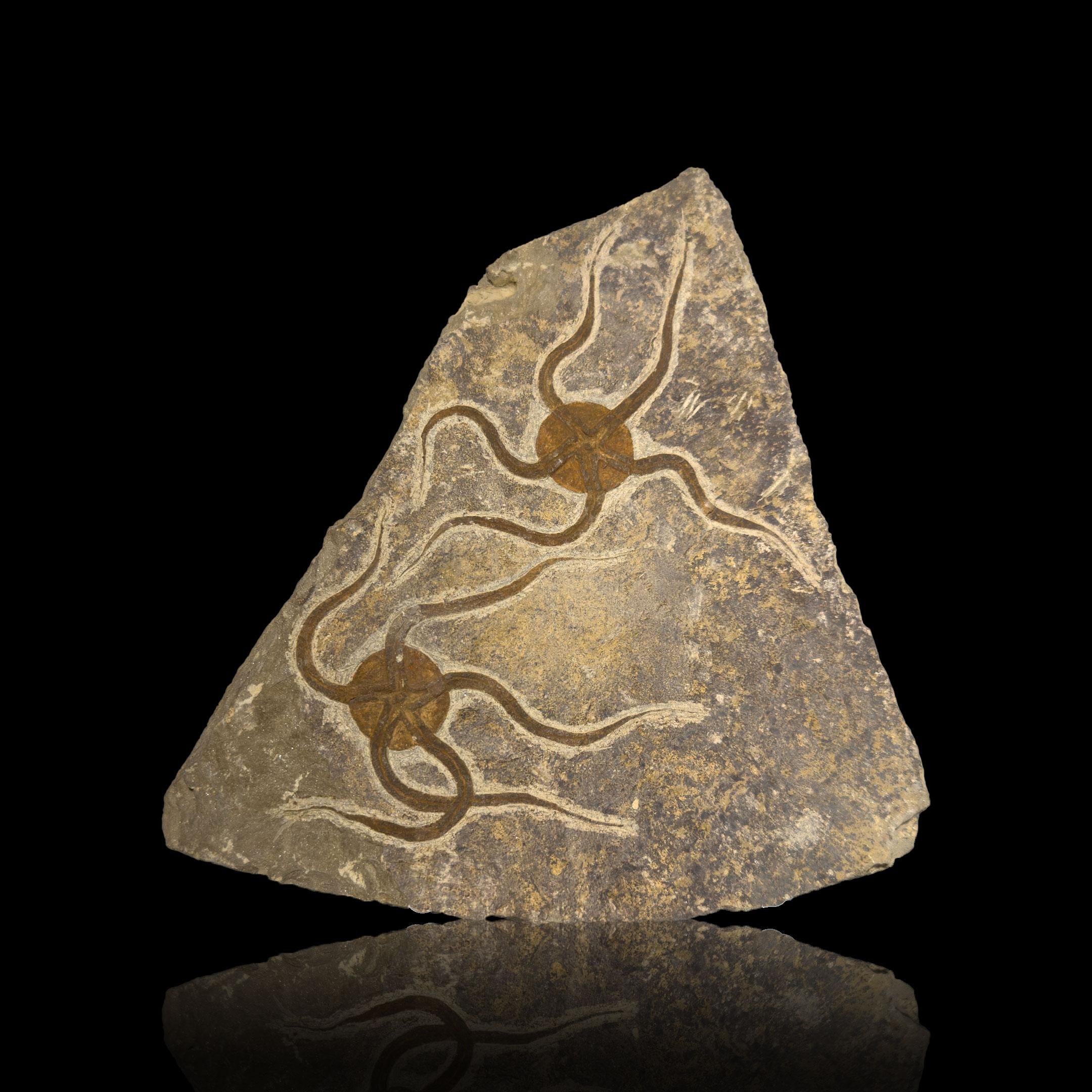 This striking Brittle Star fossil plate, dating back approximately 450 million years, preserves two beautifully defined specimens with arms radiating across the natural stone matrix. The warm brown fossils contrast elegantly against the muted gray