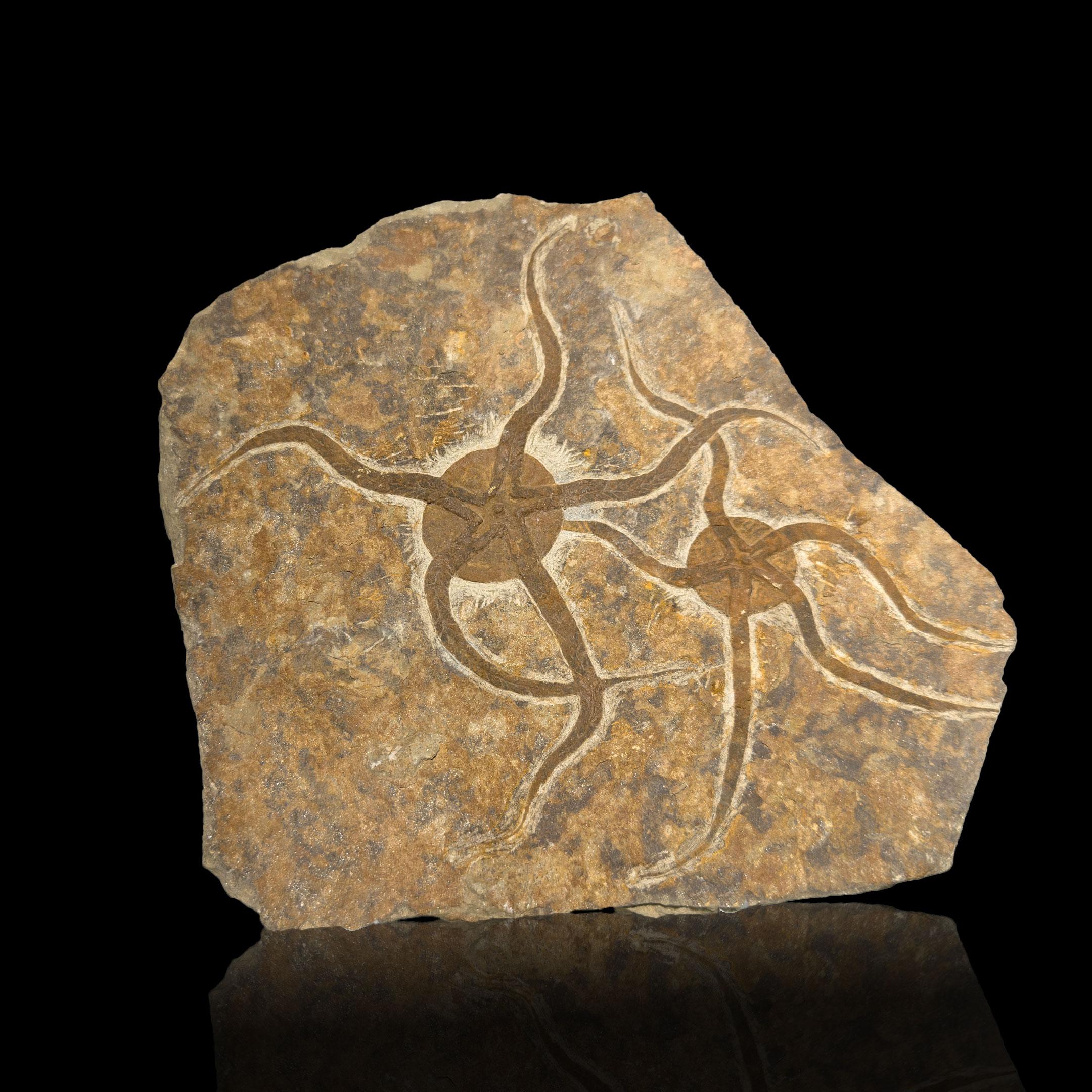 This Moroccan fossil plate presents two exceptionally preserved brittle stars, their star-shaped bodies and radiating arms beautifully defined against the stone matrix. Dating as far back as 450 million years ago, the piece captures a vivid snapshot