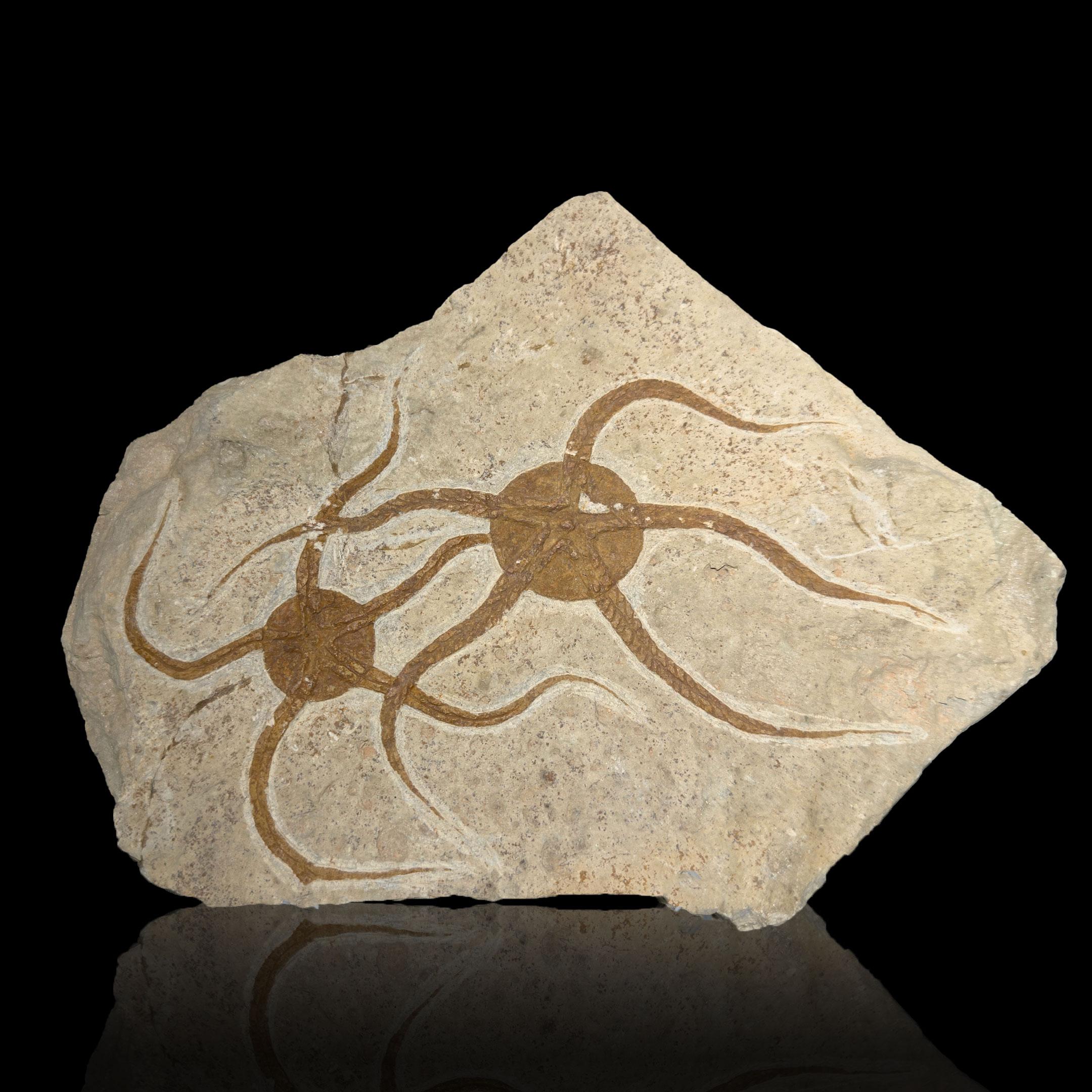 This remarkable fossil plate preserves two exceptionally well-articulated brittle stars dating back an estimated 450 million years to the Ordovician period. Each specimen displays beautifully with long radiating arms extending across the natural