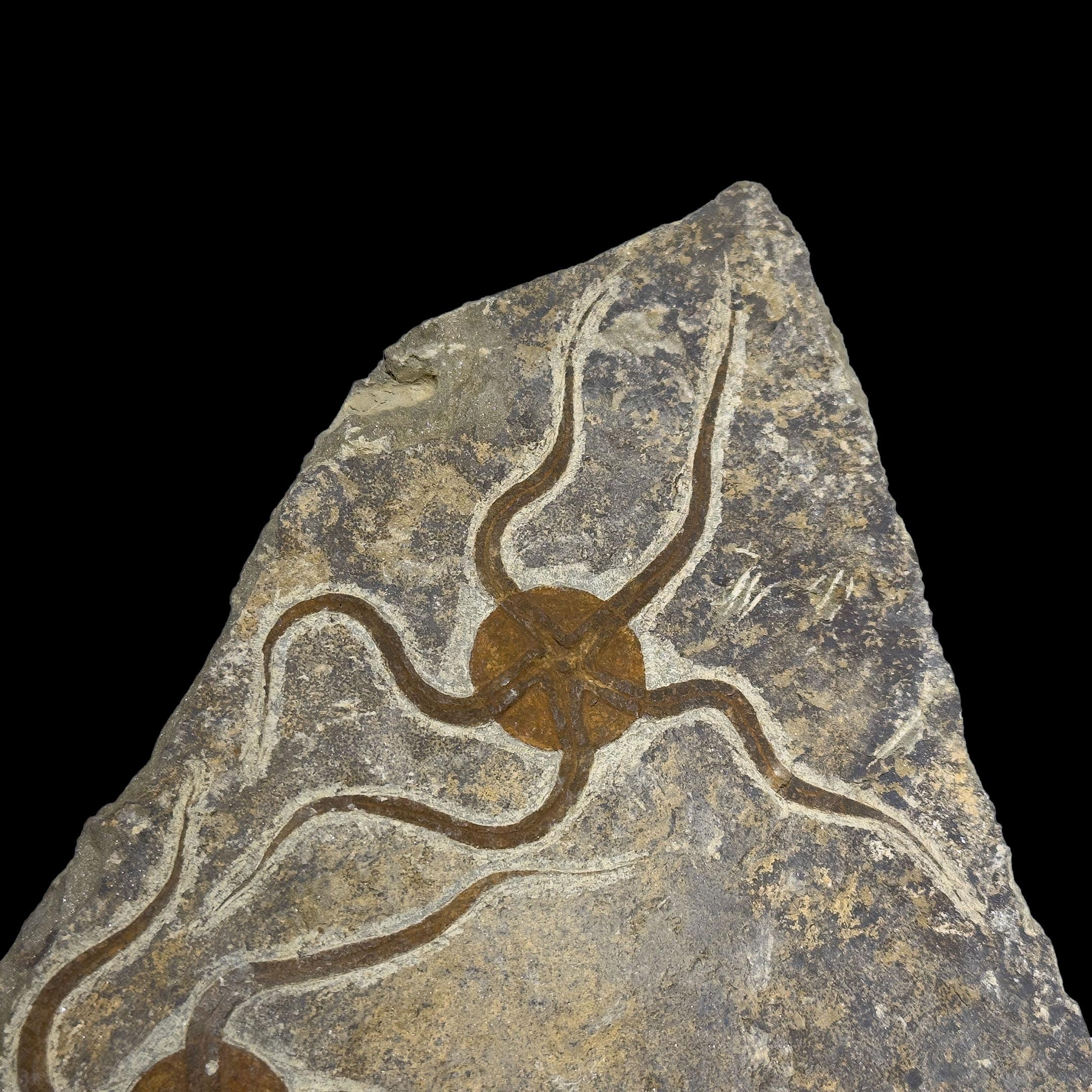 Moroccan Brittle Star Fossil Plate For Sale