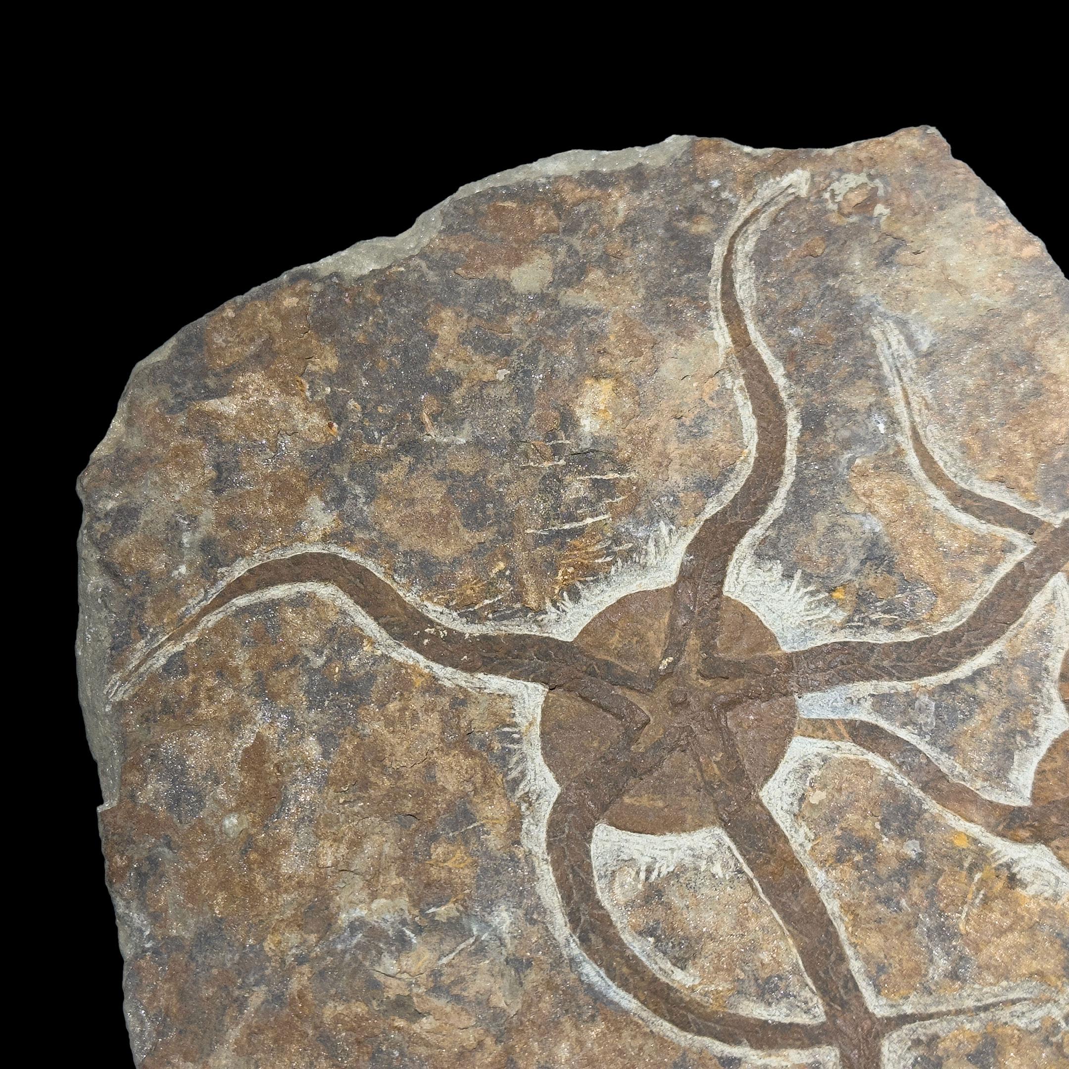 Moroccan Brittle Star Fossil Plate For Sale
