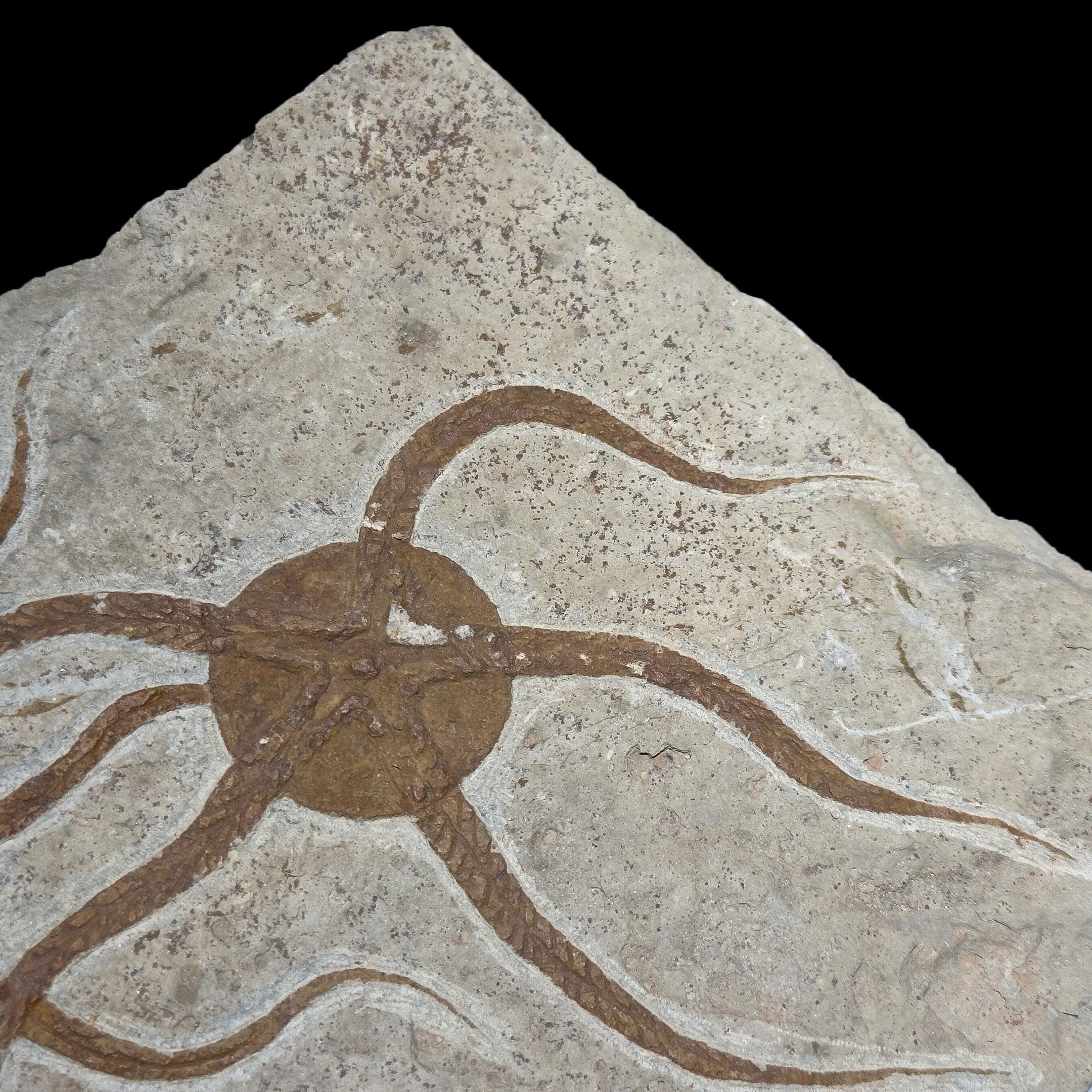 Moroccan Brittle Star Fossil Plate For Sale