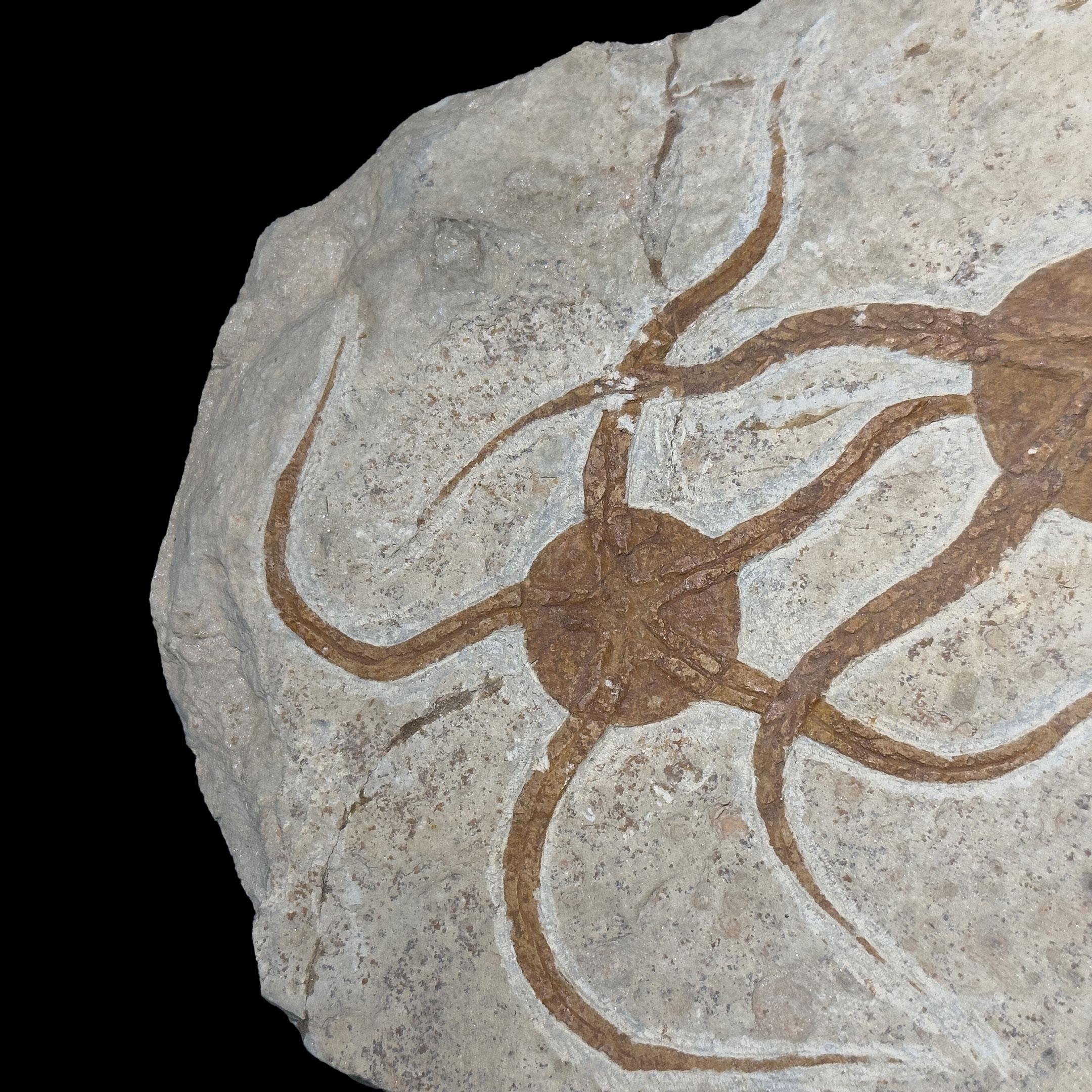 Brittle Star Fossil Plate In Excellent Condition For Sale In New York, NY