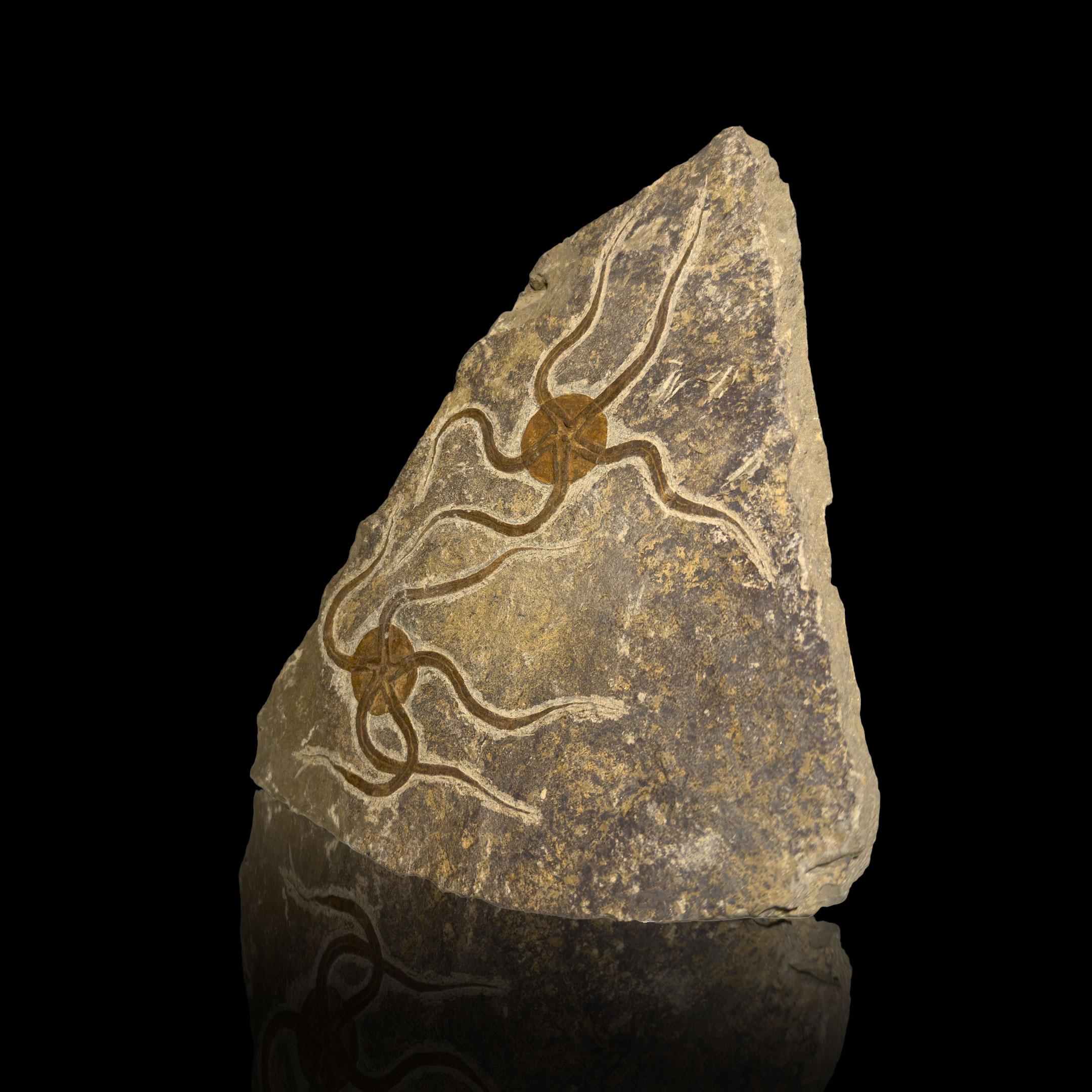 18th Century and Earlier Brittle Star Fossil Plate For Sale