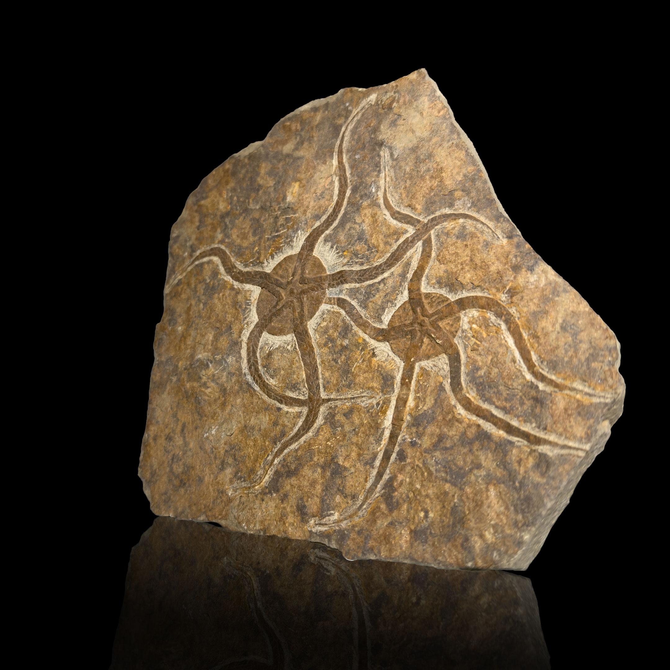 18th Century and Earlier Brittle Star Fossil Plate For Sale