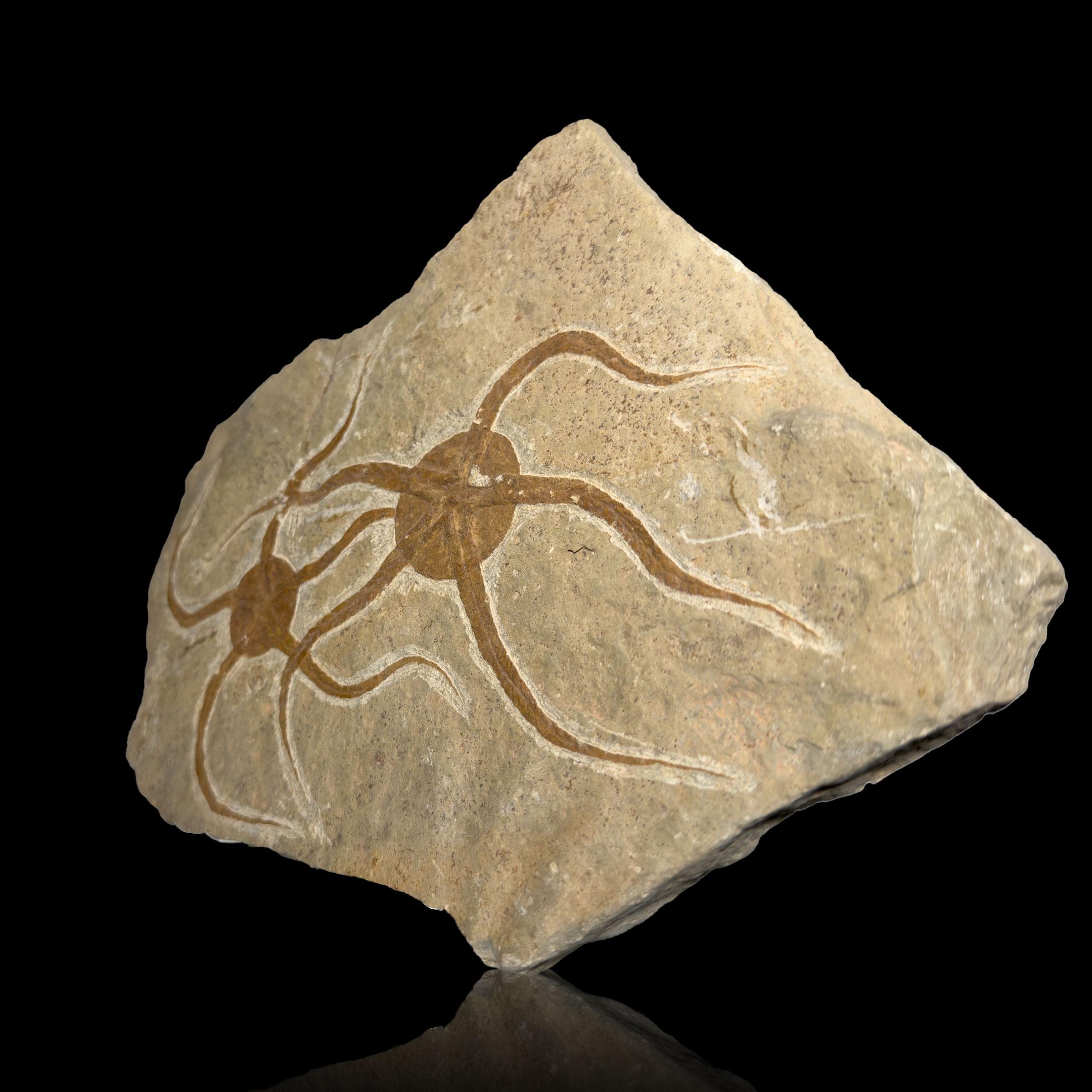 18th Century and Earlier Brittle Star Fossil Plate For Sale