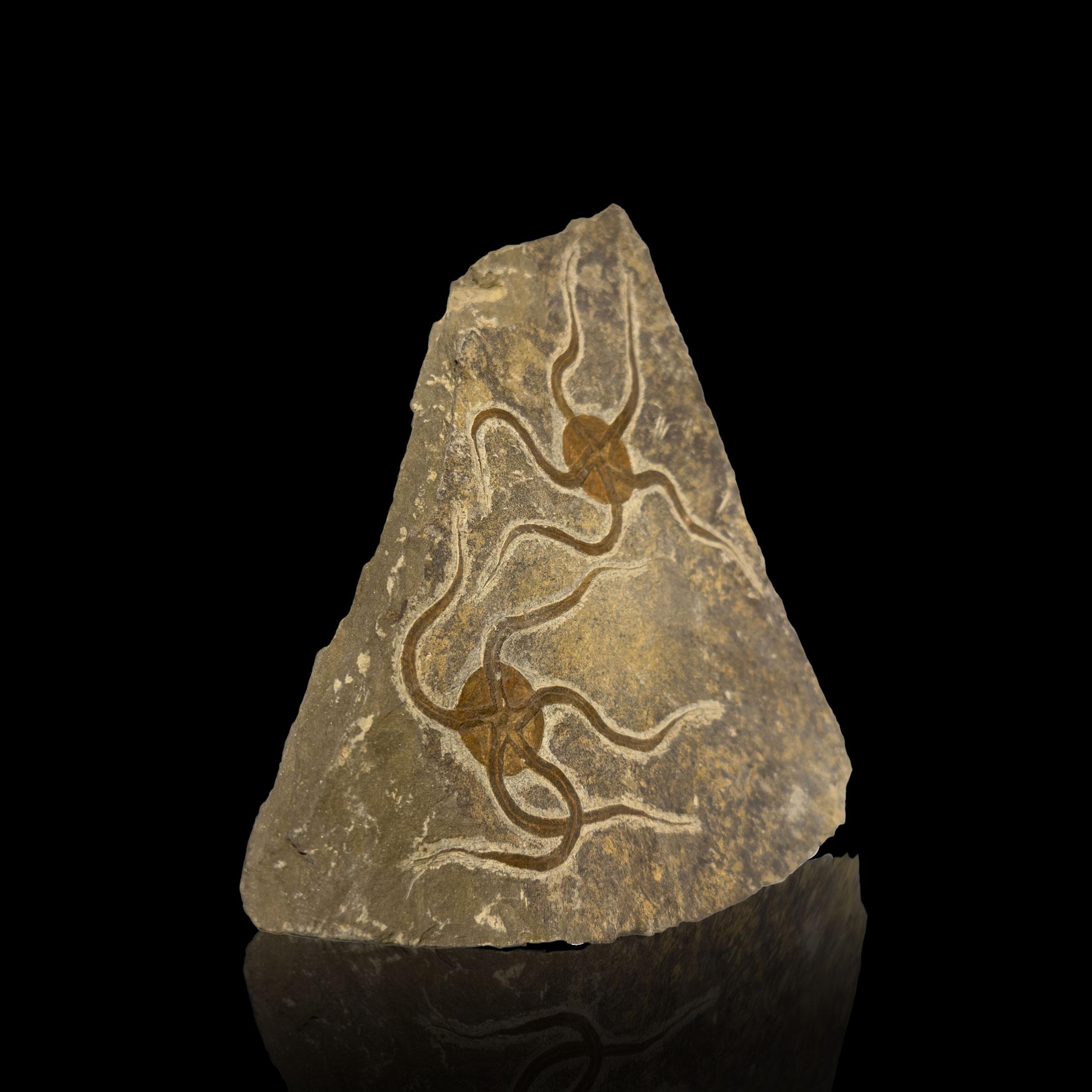Other Brittle Star Fossil Plate For Sale