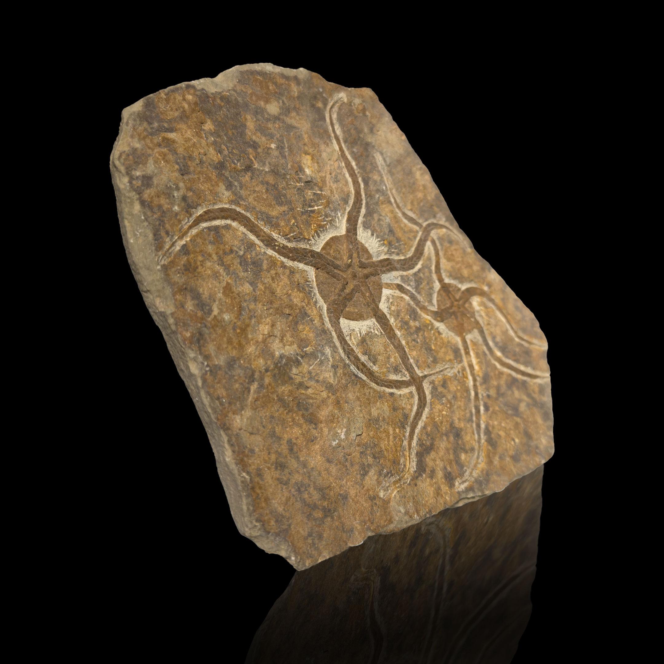 Other Brittle Star Fossil Plate For Sale