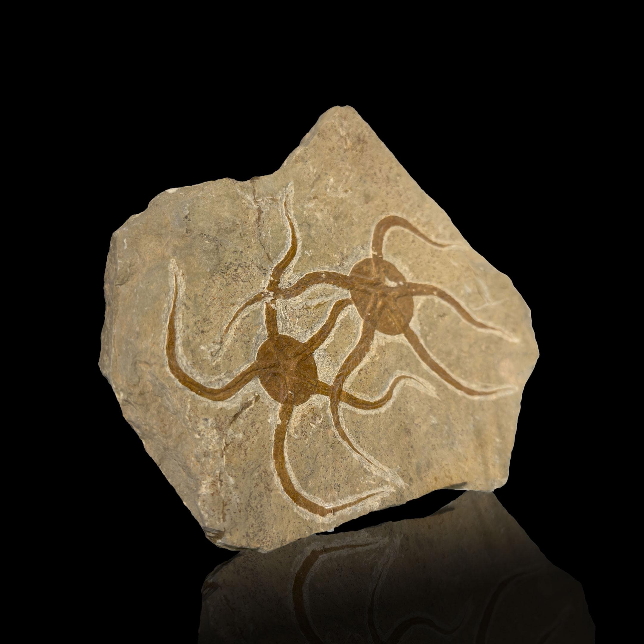 Other Brittle Star Fossil Plate For Sale